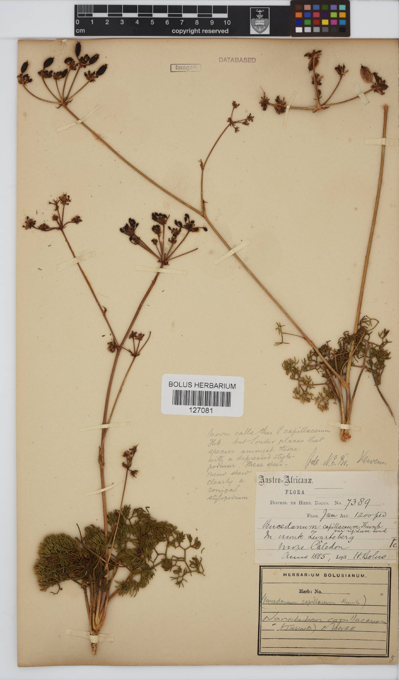 Nanobubon capillaceum image