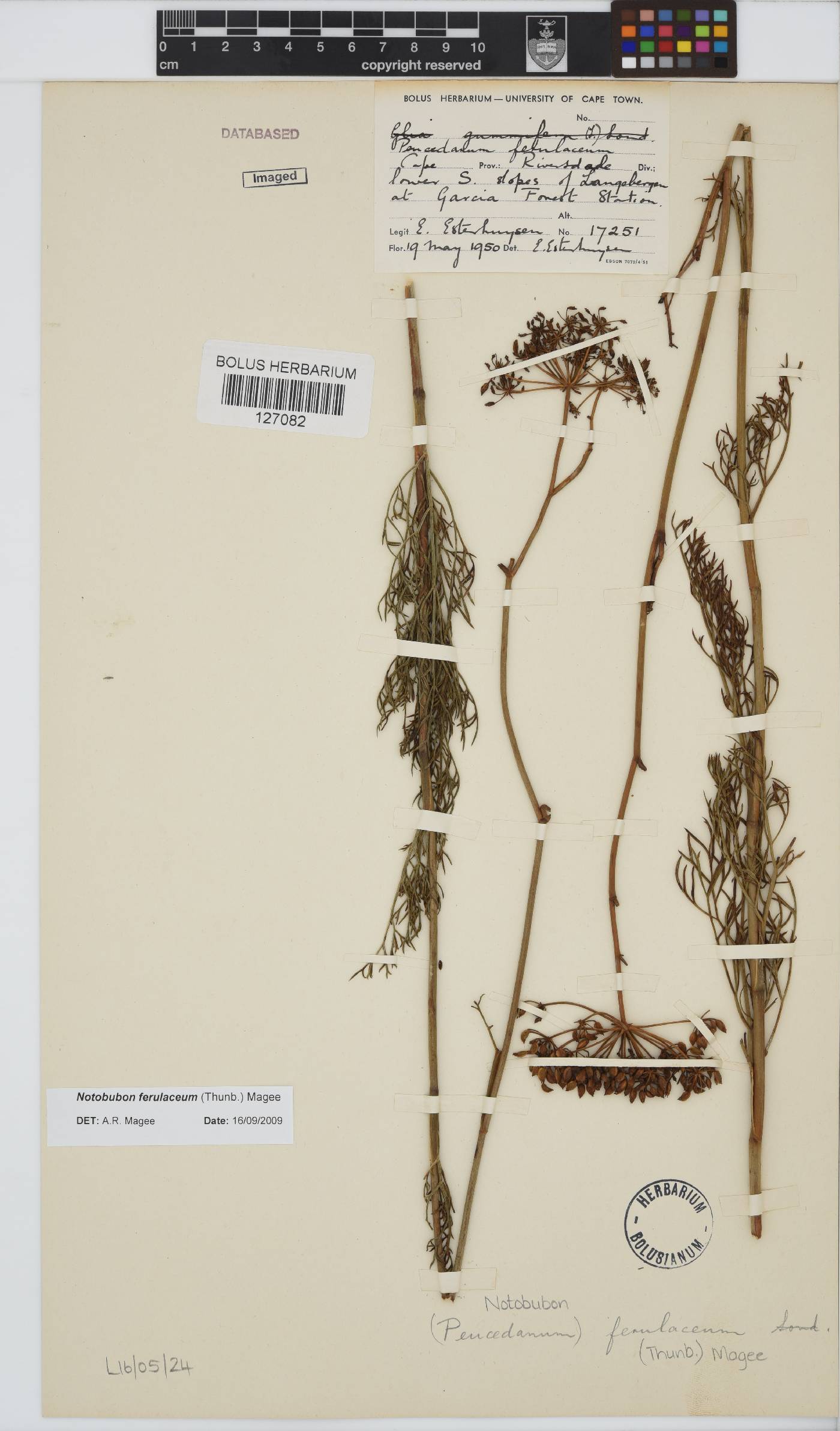 Notobubon ferulaceum image