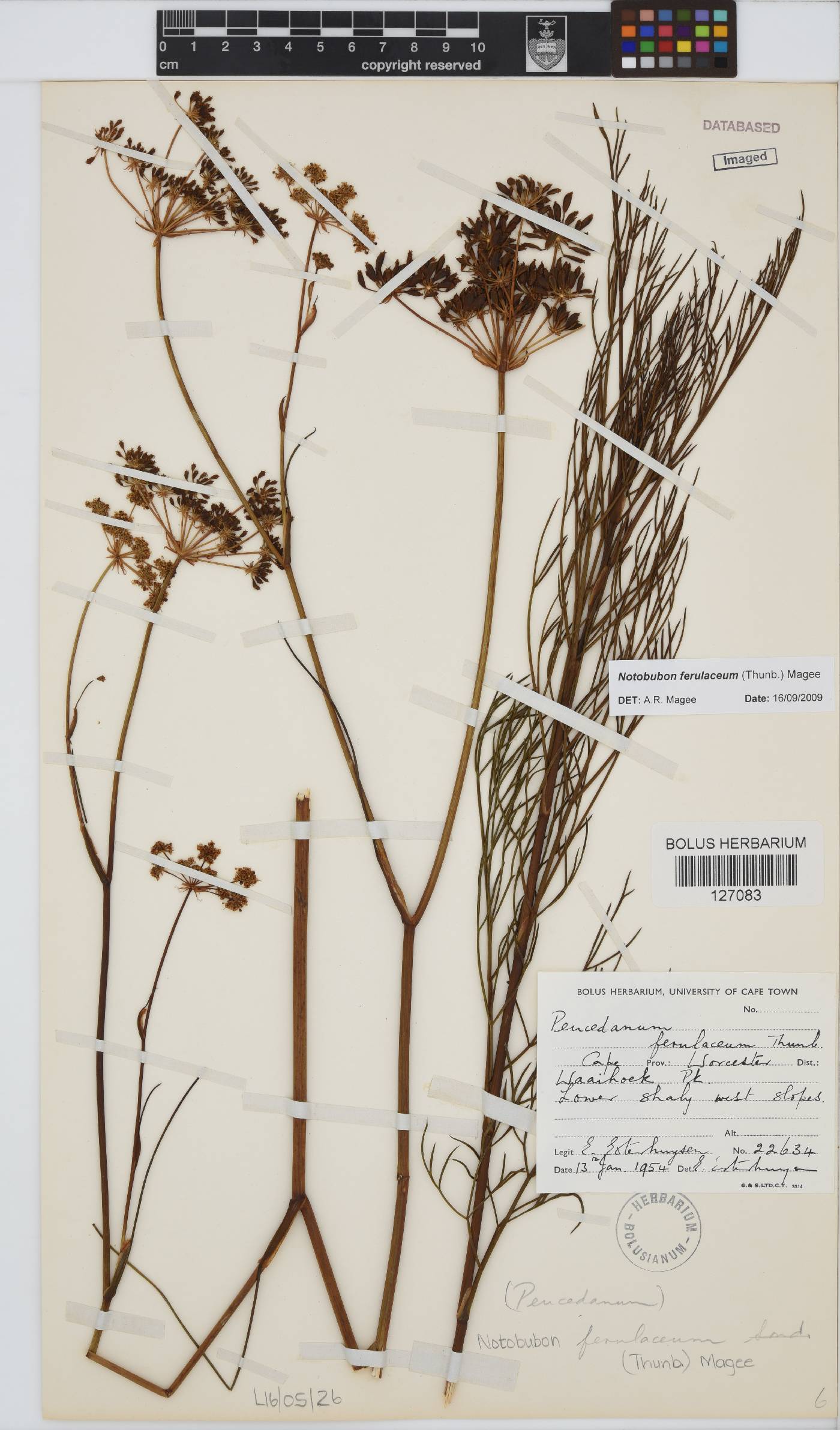 Notobubon ferulaceum image