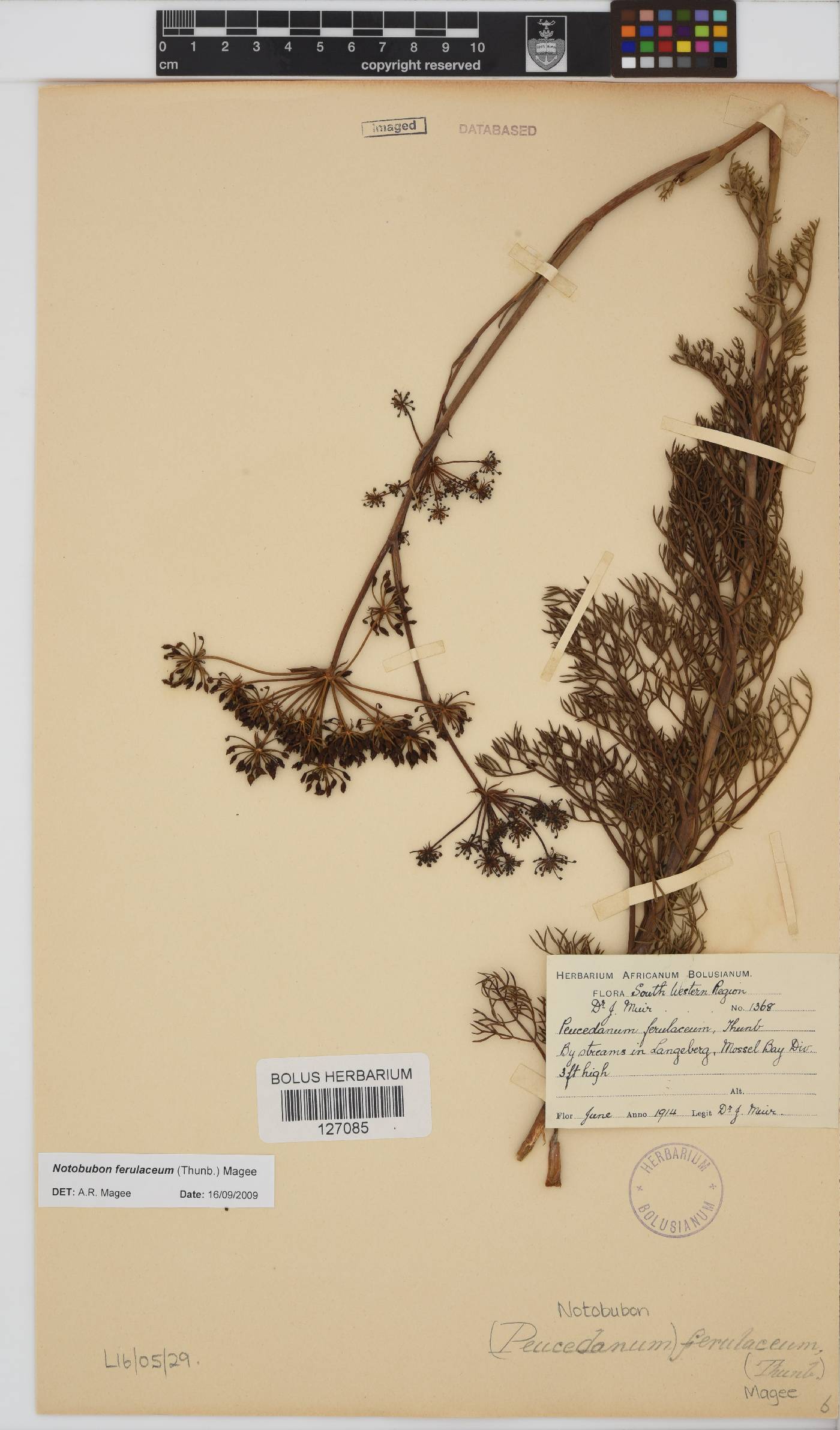 Notobubon ferulaceum image