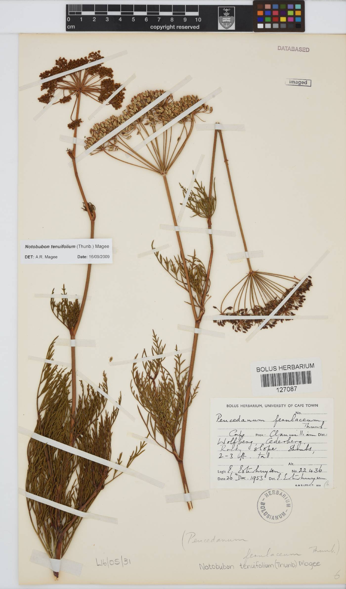 Notobubon tenuifolium image