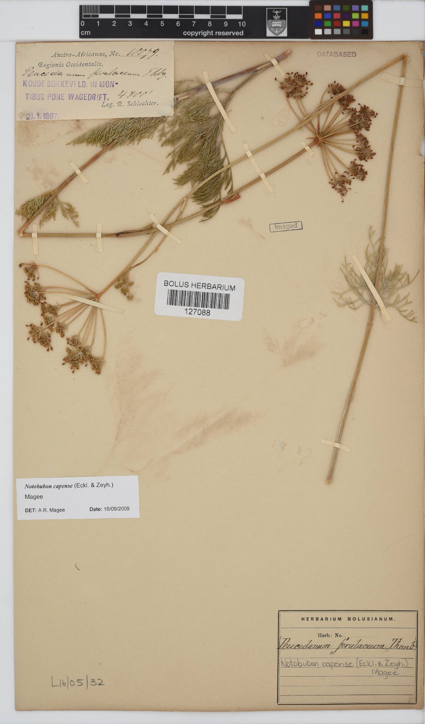 Notobubon capense image