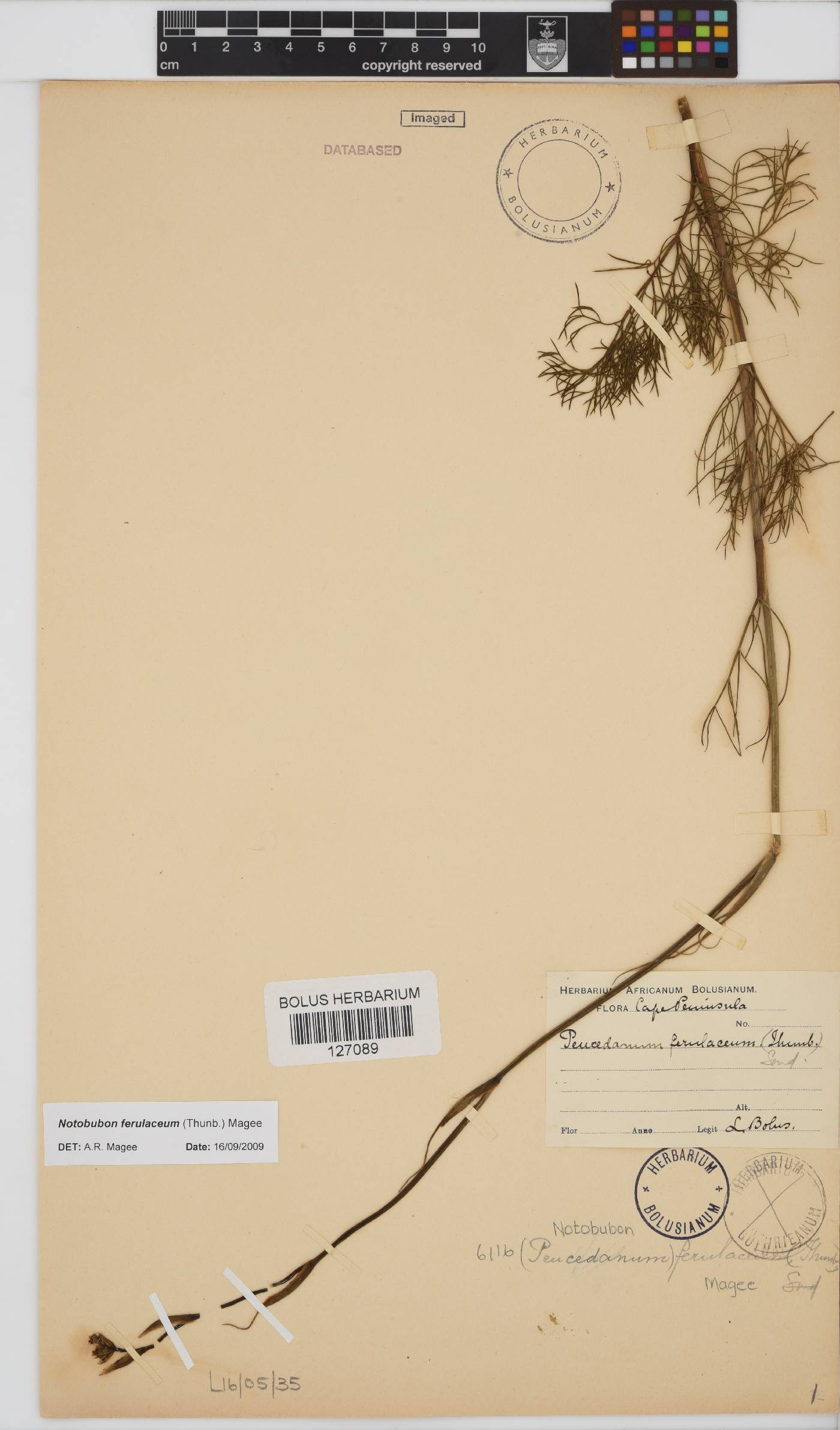 Notobubon ferulaceum image