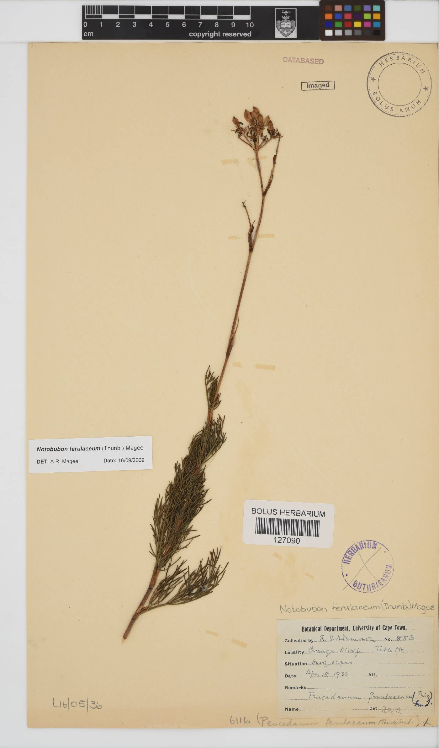 Notobubon ferulaceum image