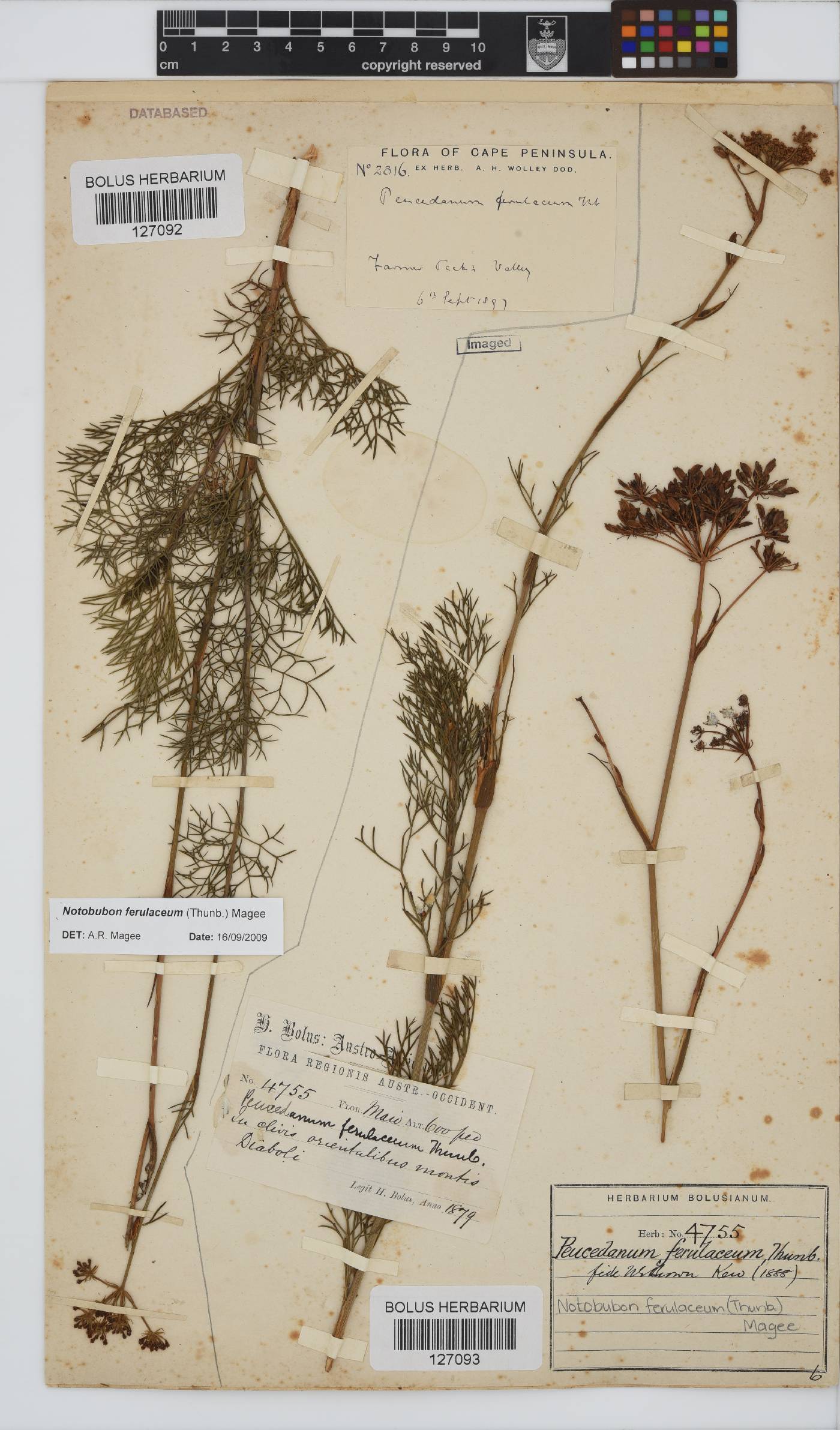 Notobubon ferulaceum image