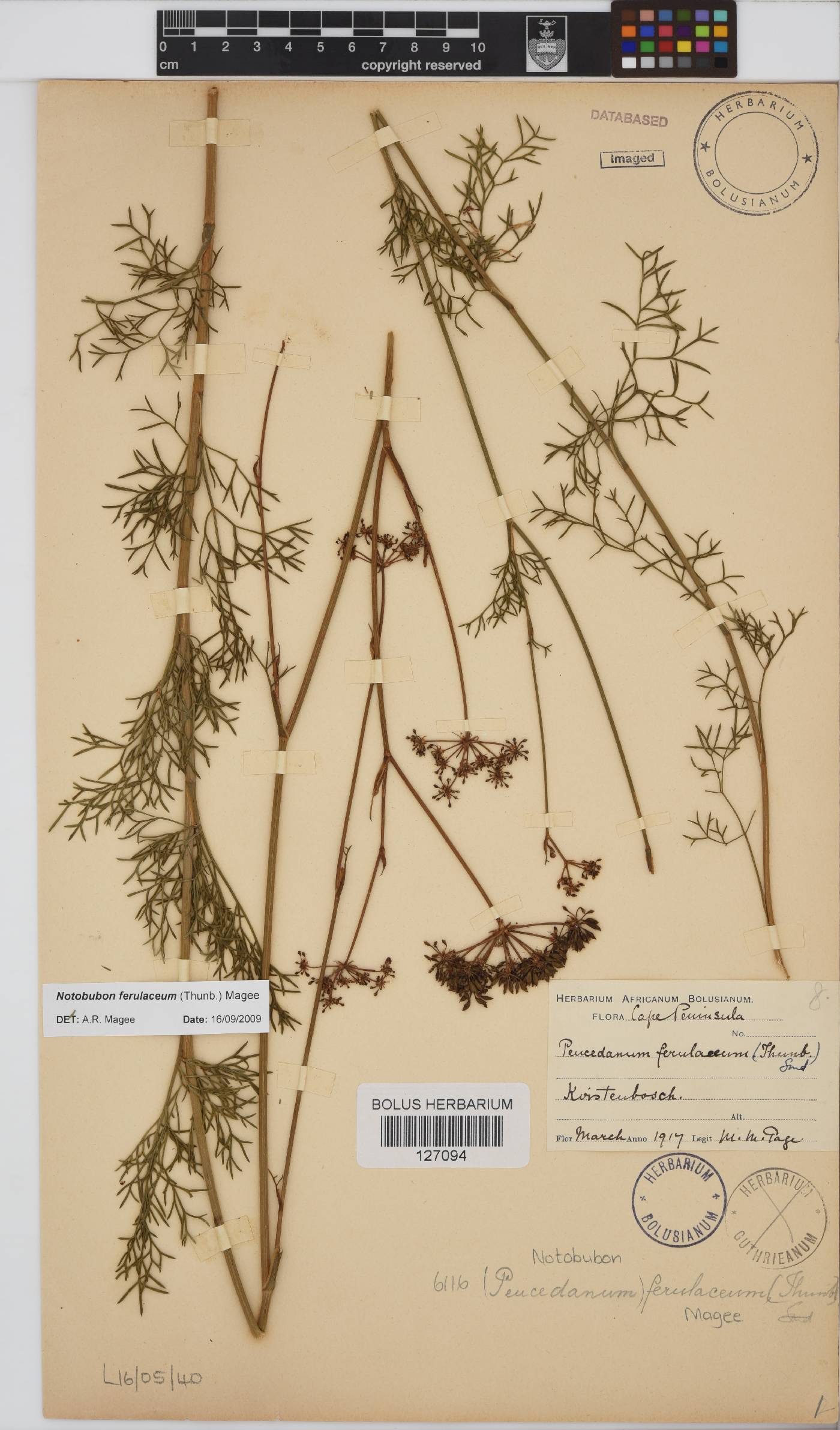 Notobubon ferulaceum image