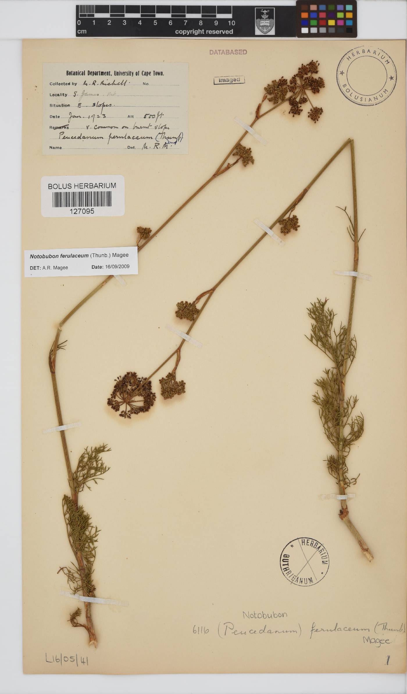 Notobubon ferulaceum image