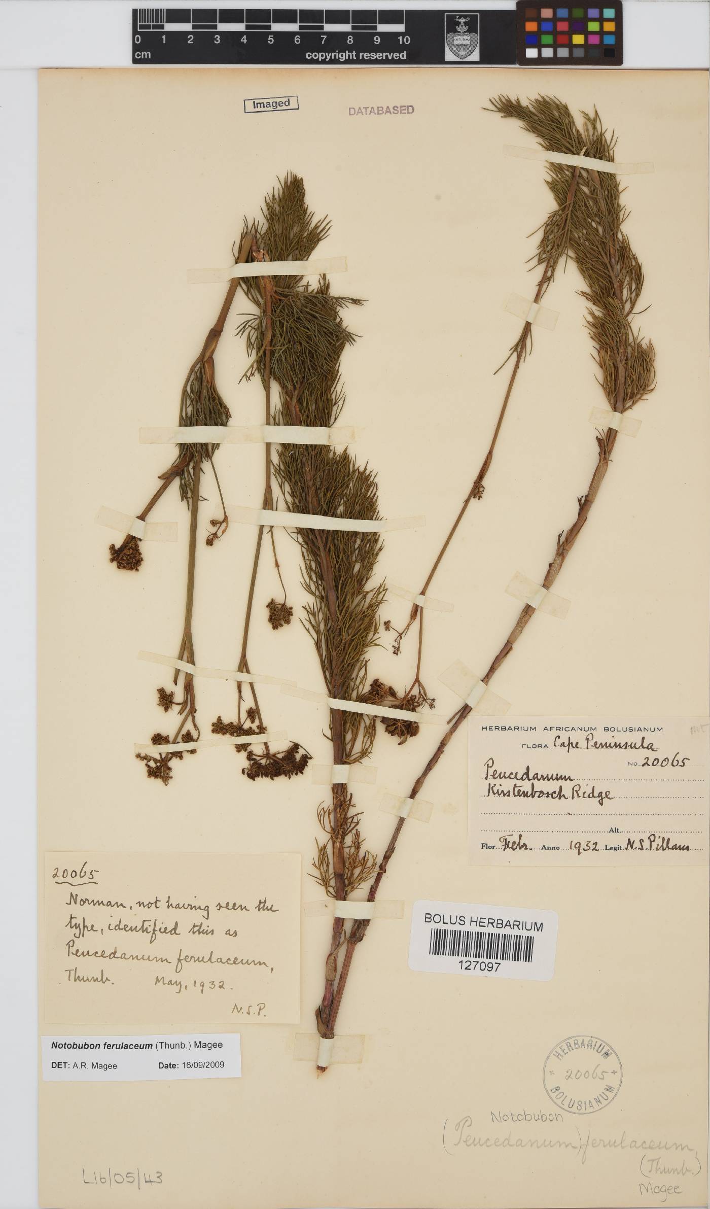 Notobubon ferulaceum image