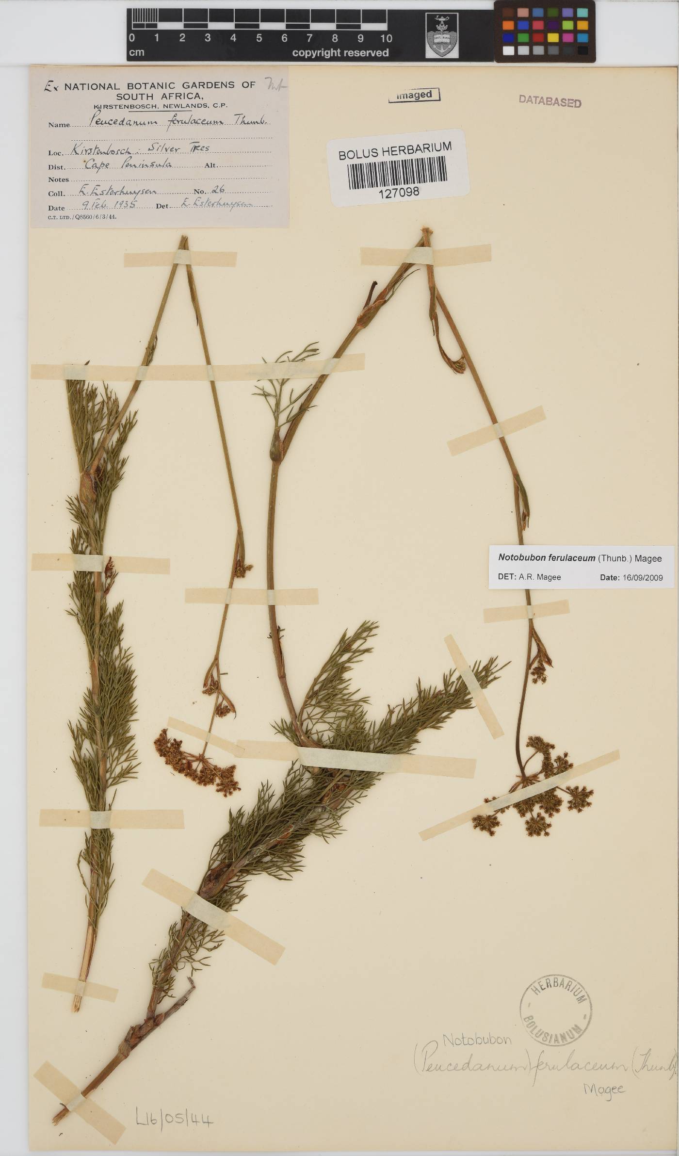 Notobubon ferulaceum image