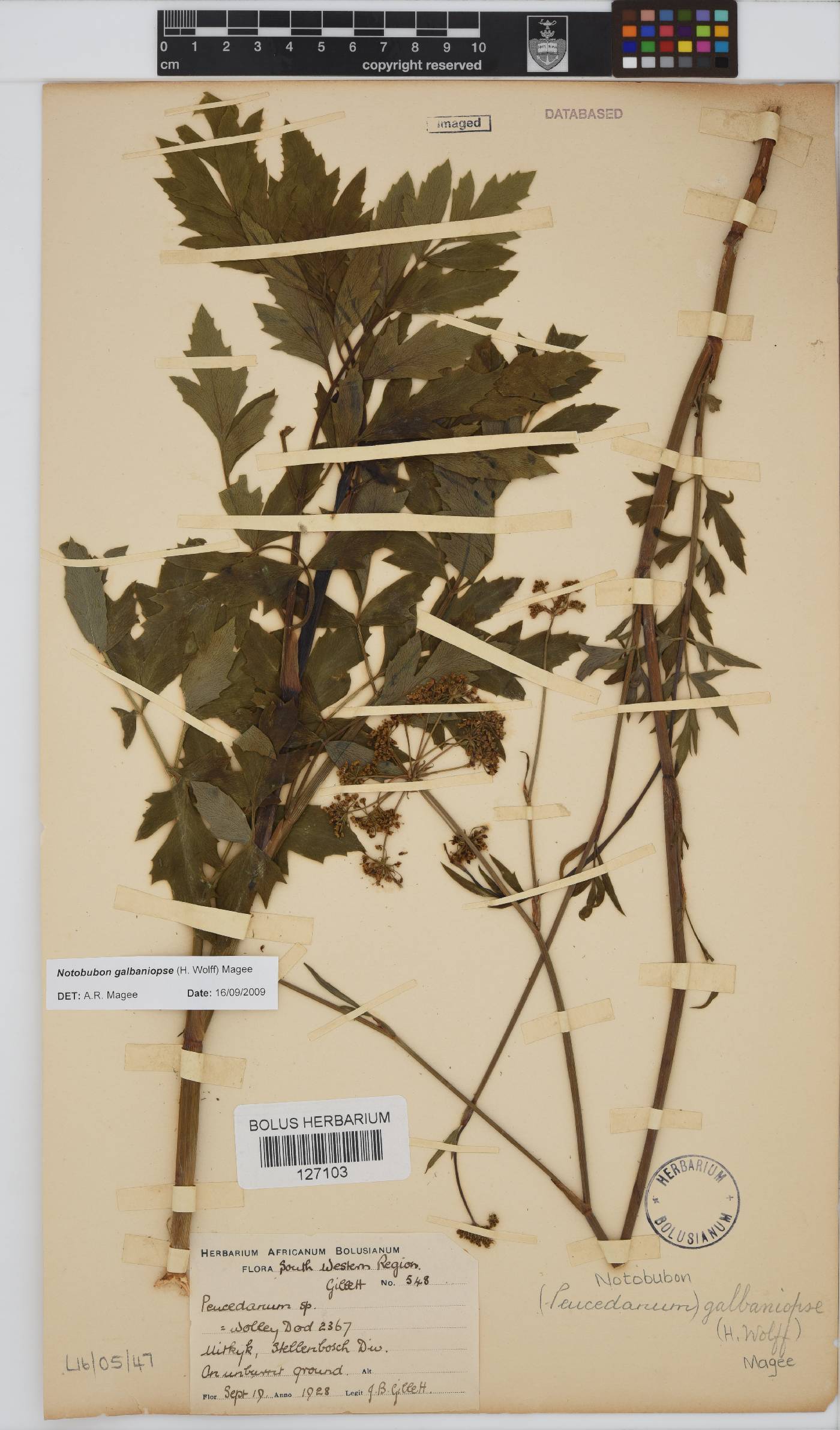 Notobubon galbaniopse image