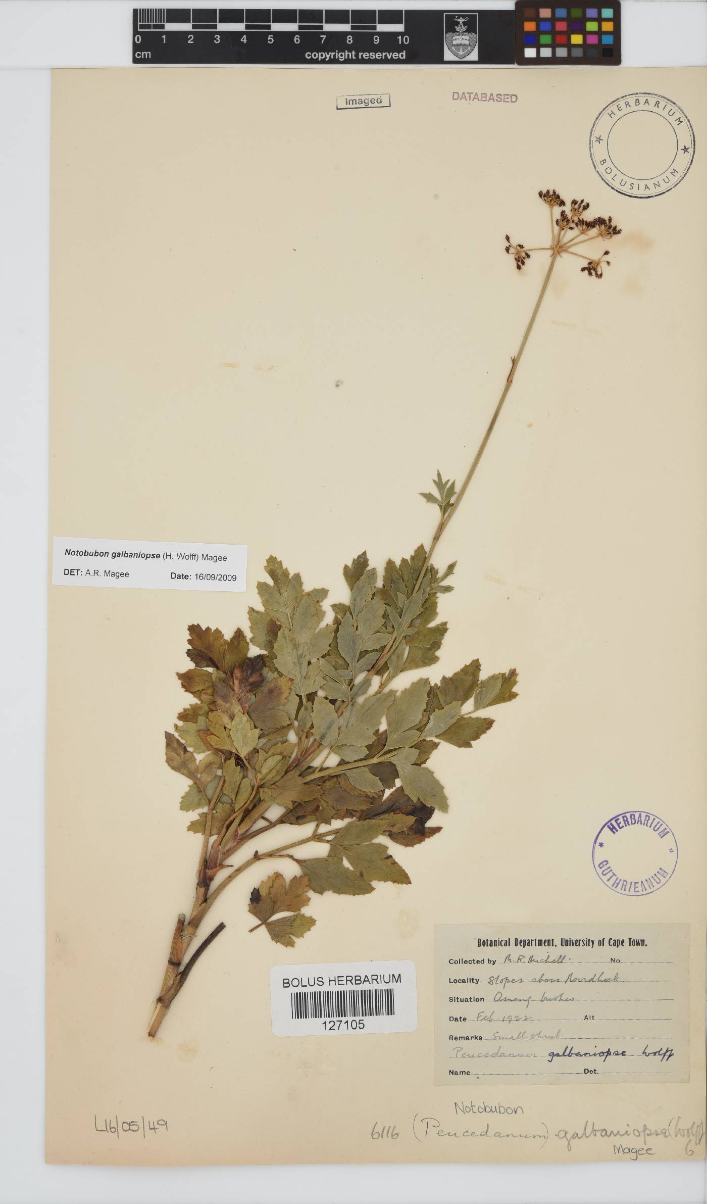 Notobubon galbaniopse image