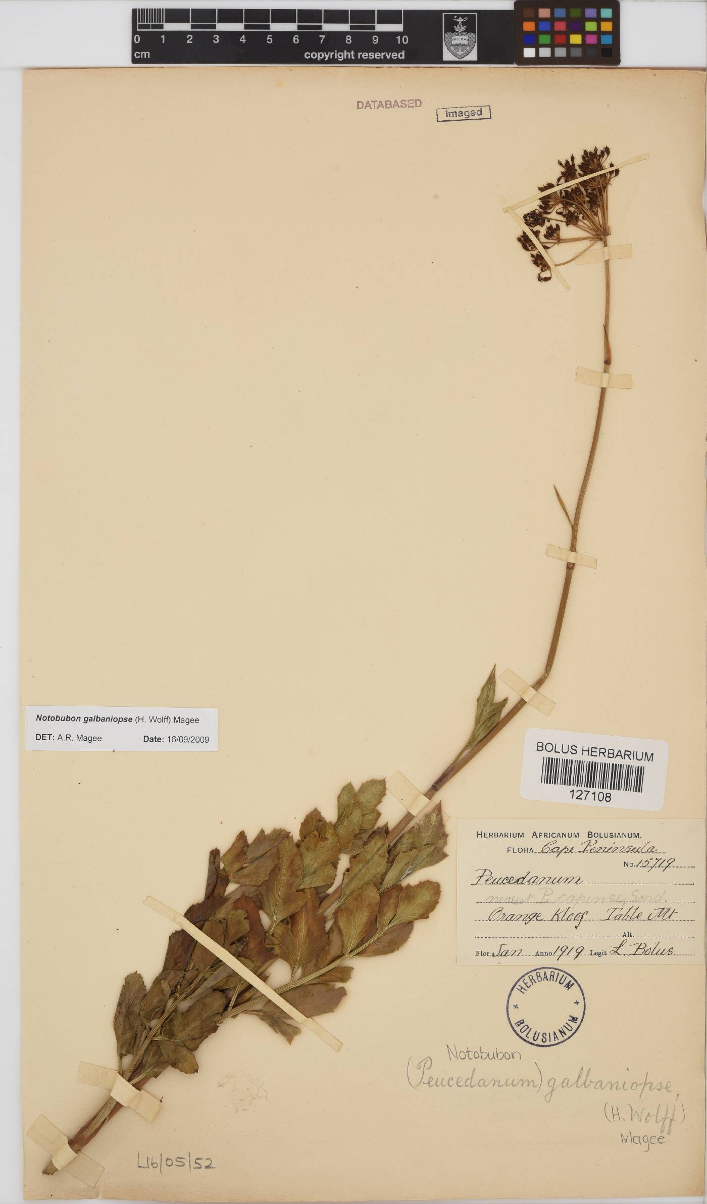 Notobubon galbaniopse image