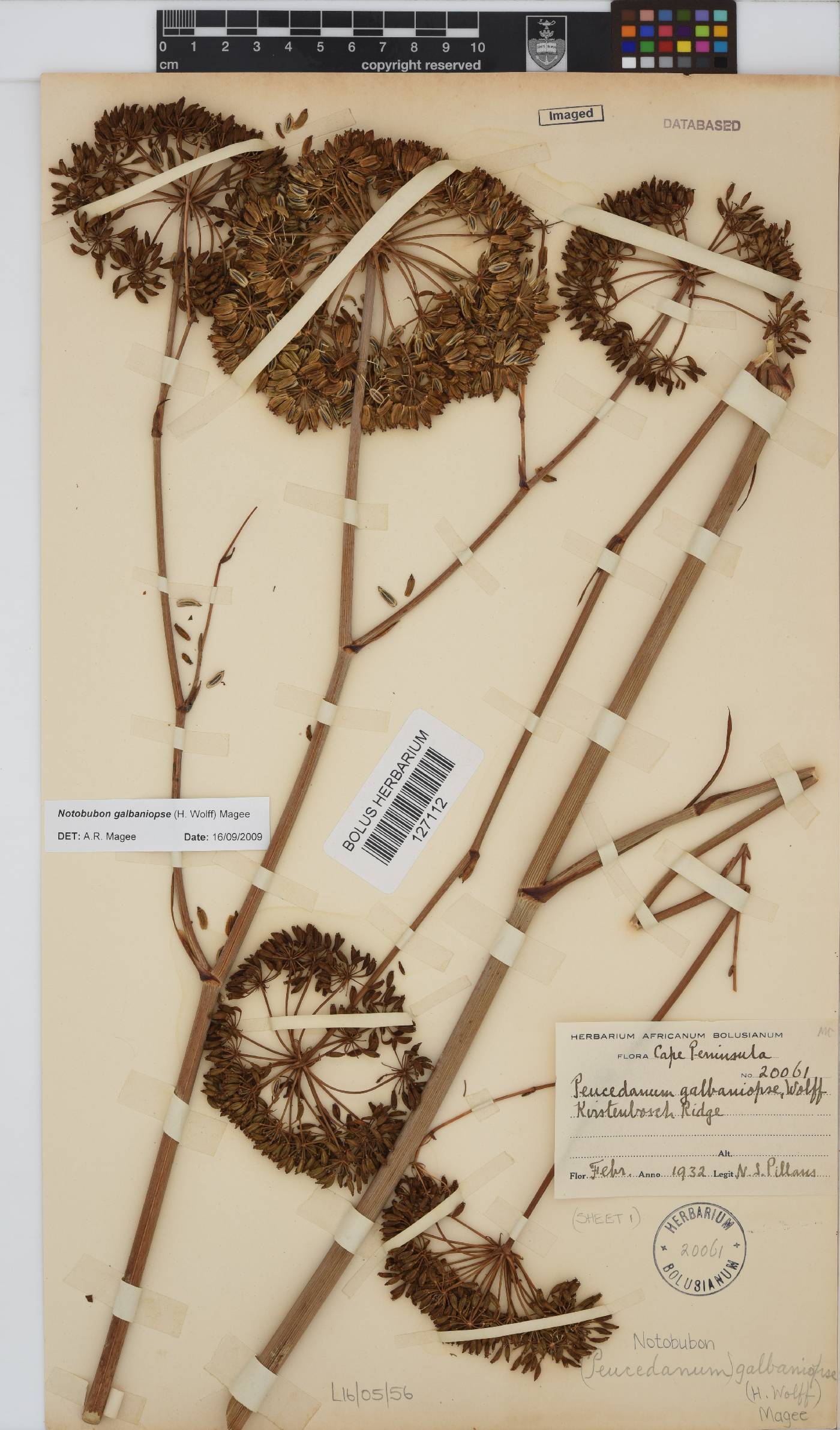 Notobubon galbaniopse image