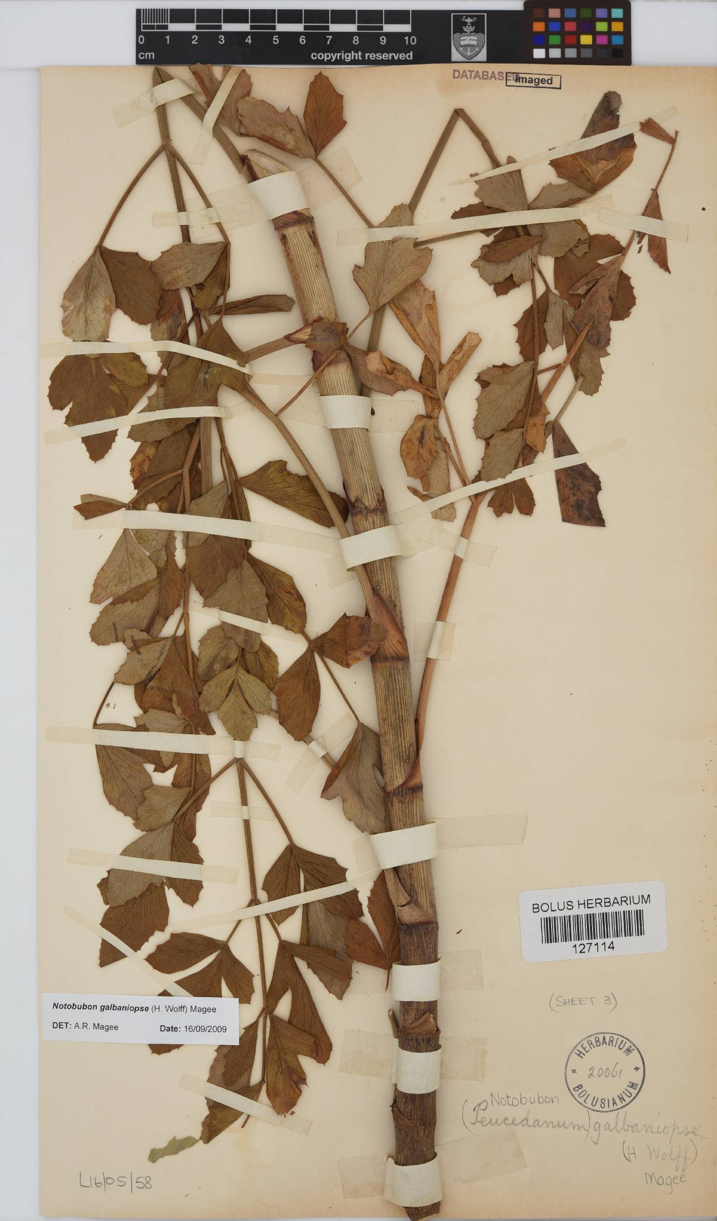 Notobubon galbaniopse image