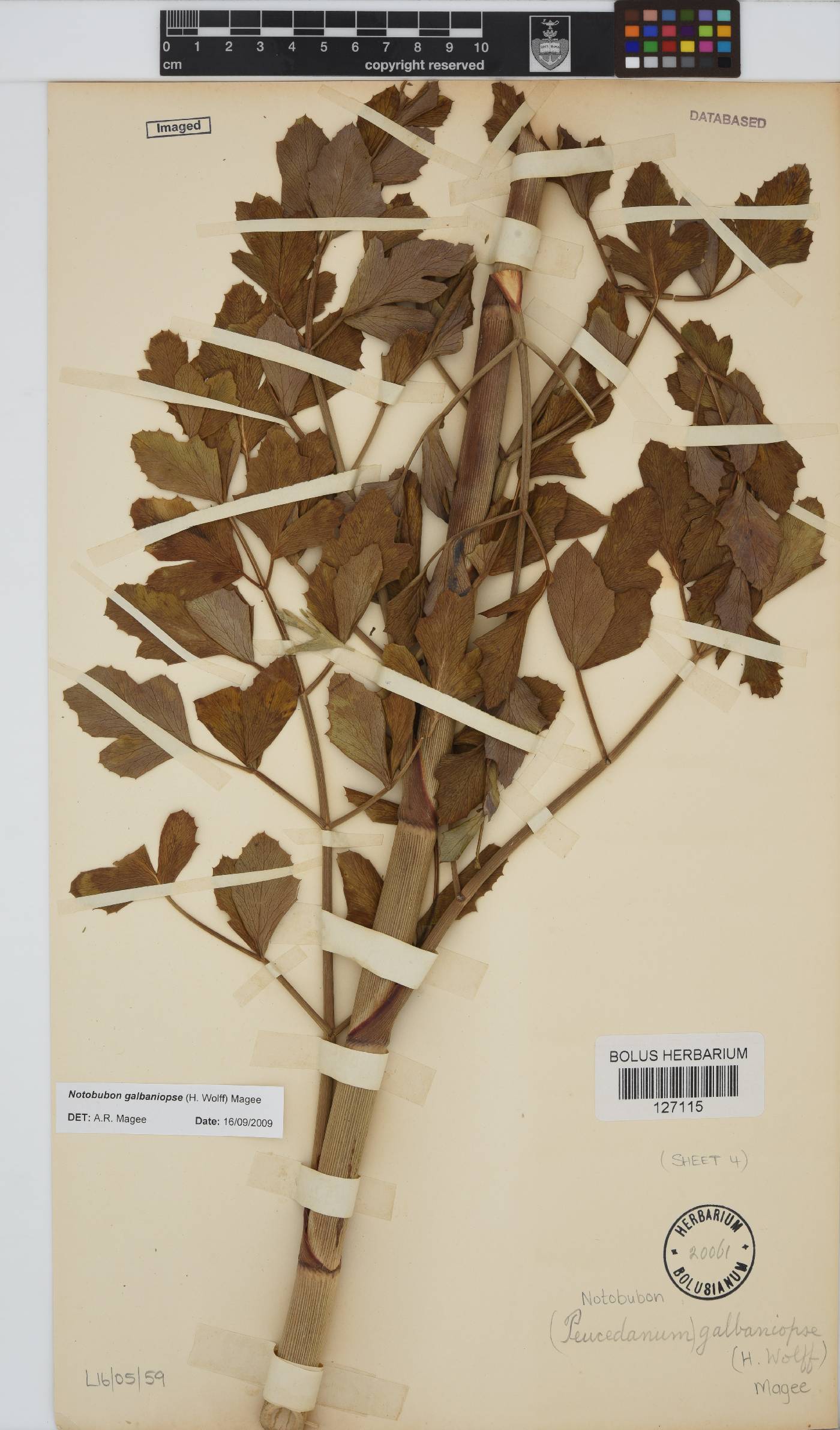 Notobubon galbaniopse image