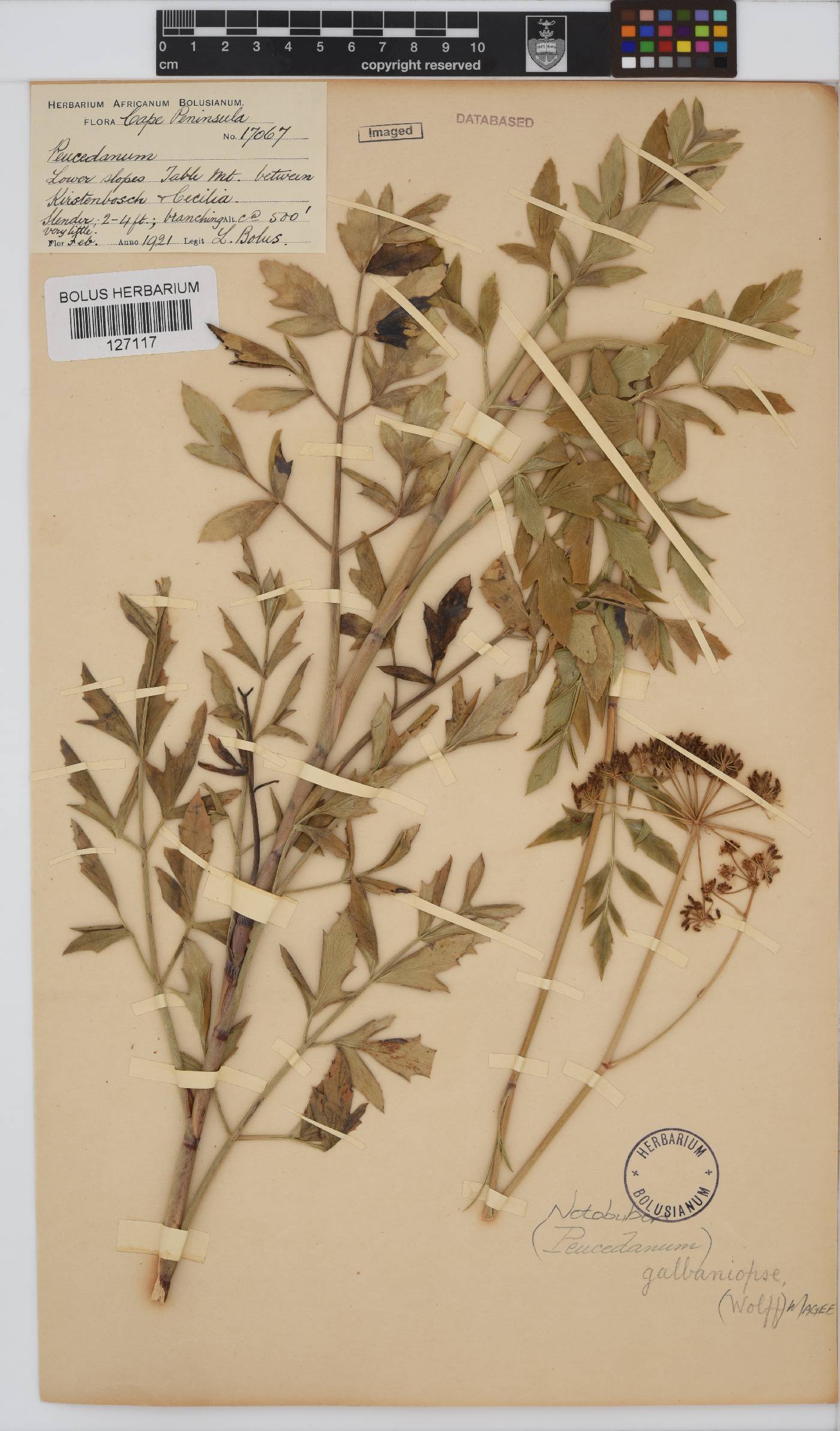 Notobubon galbaniopse image