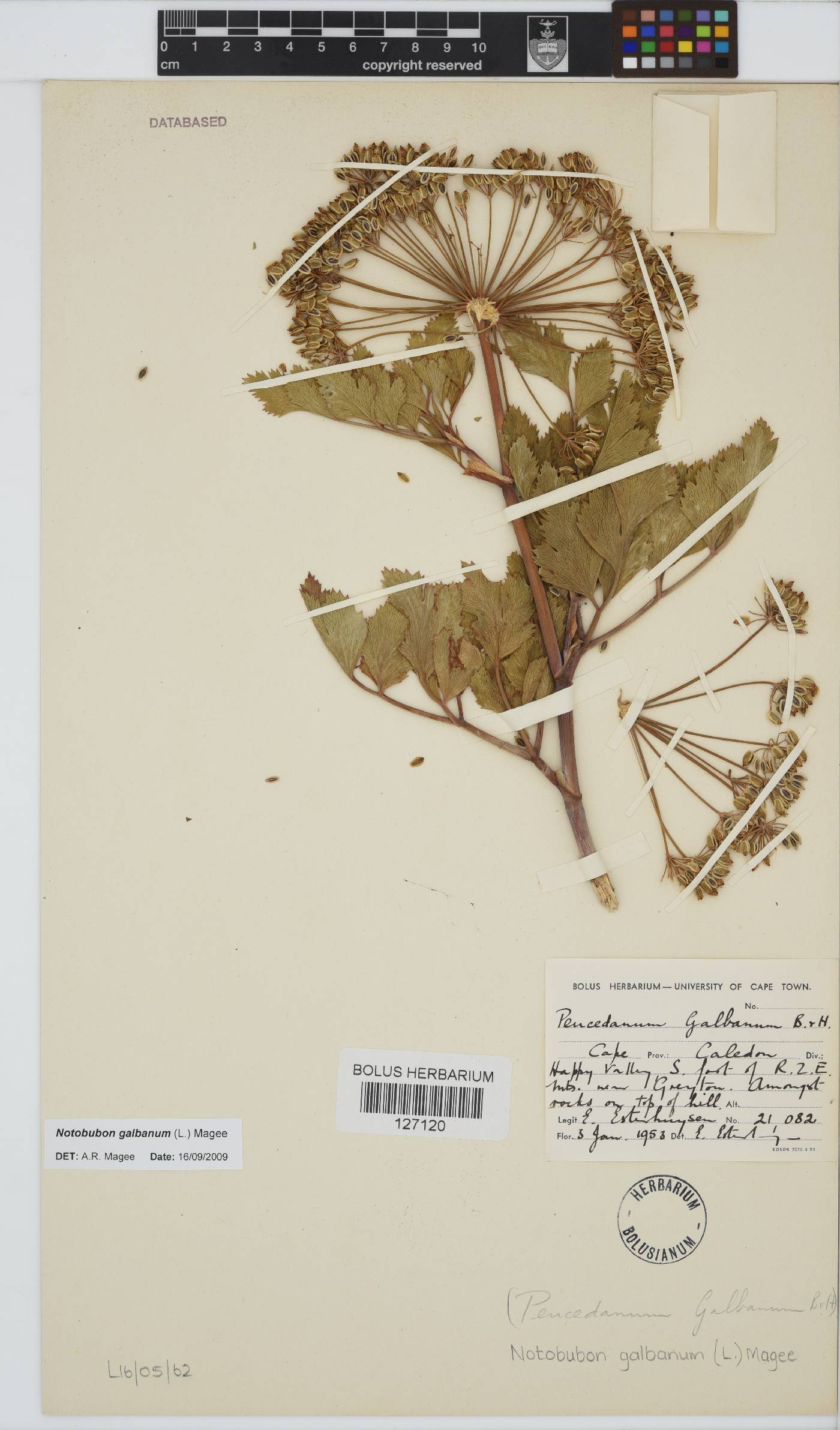 Notobubon galbanum image