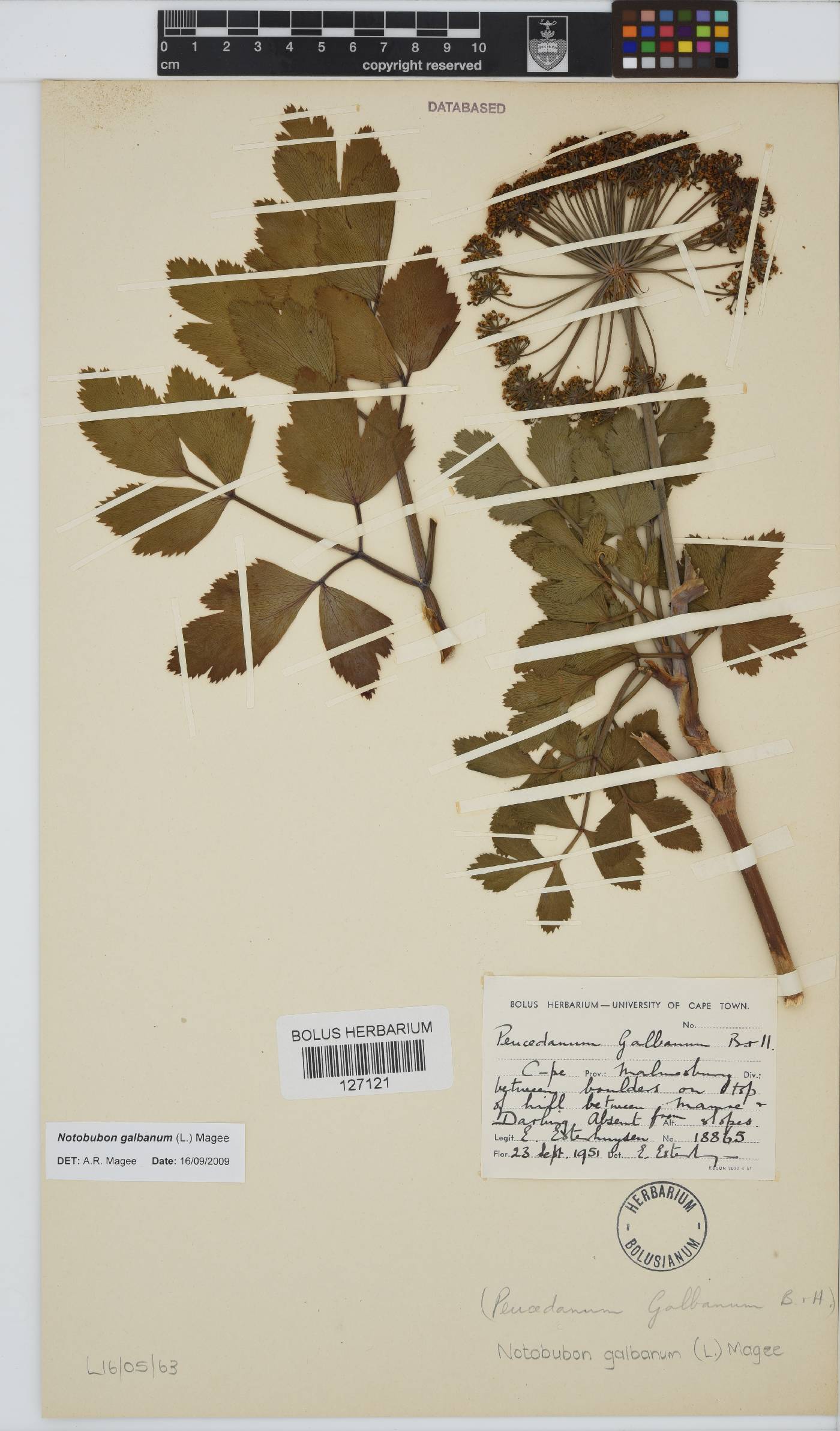 Notobubon galbanum image