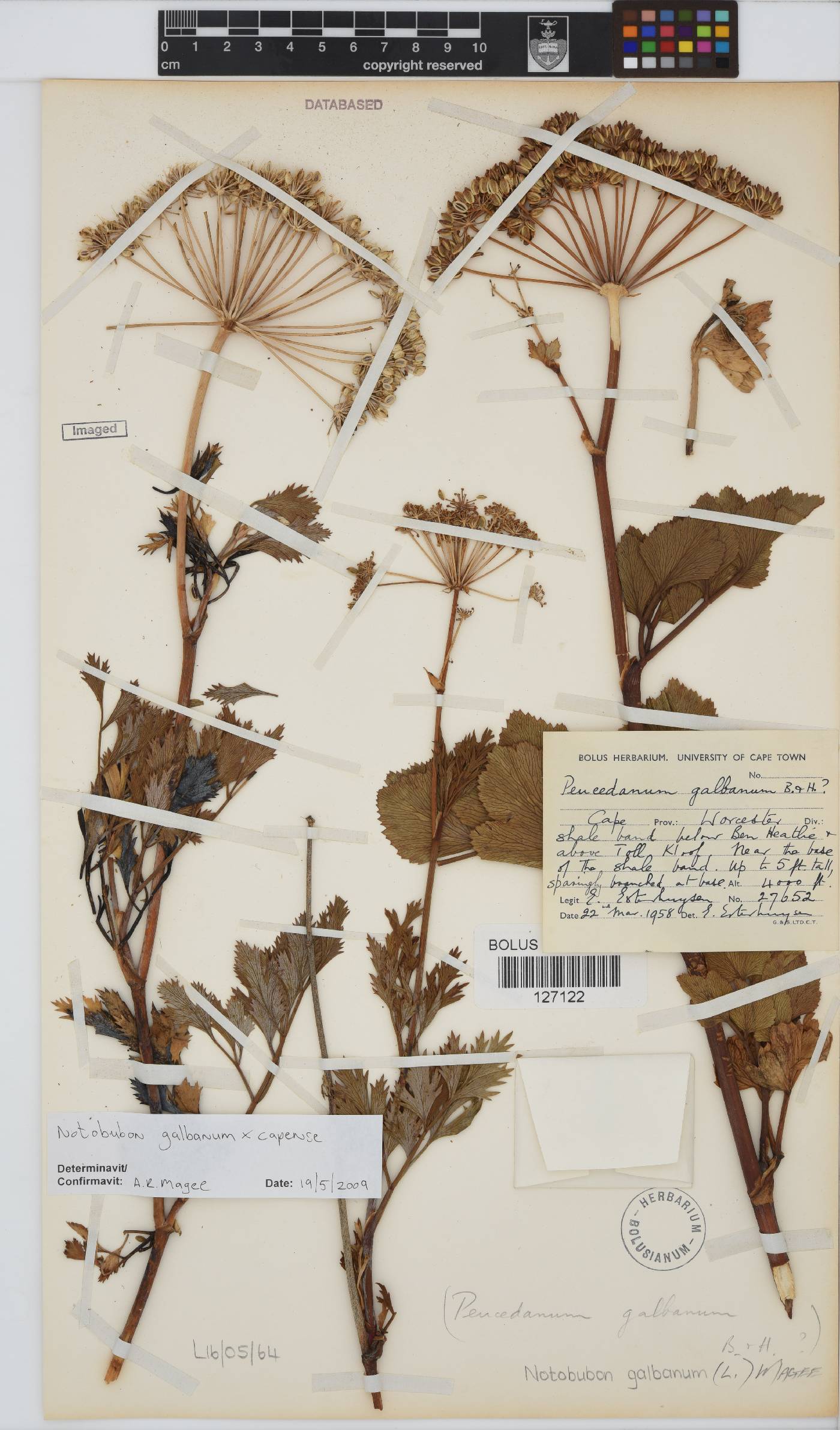 Notobubon galbanum image