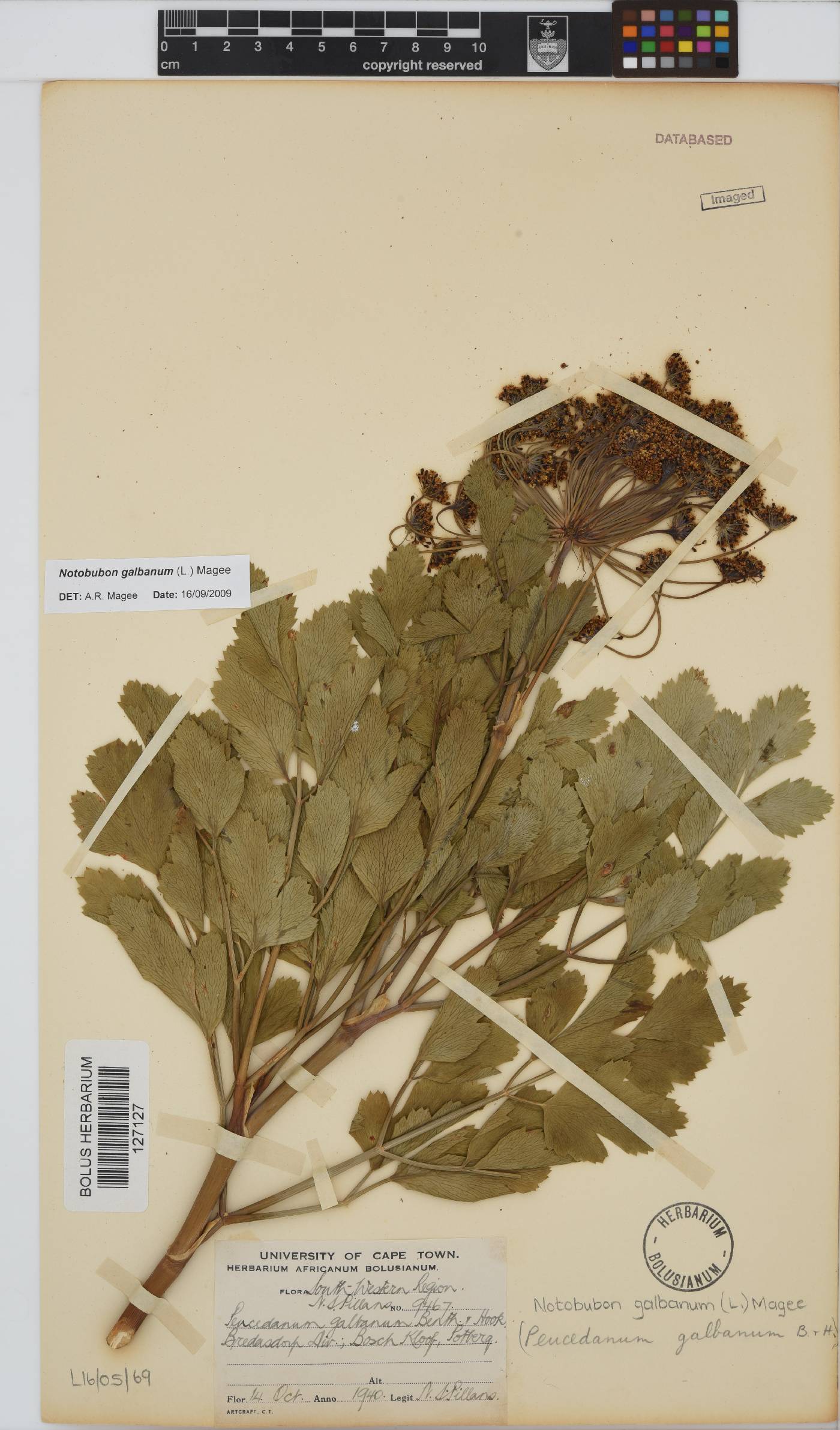 Notobubon galbanum image