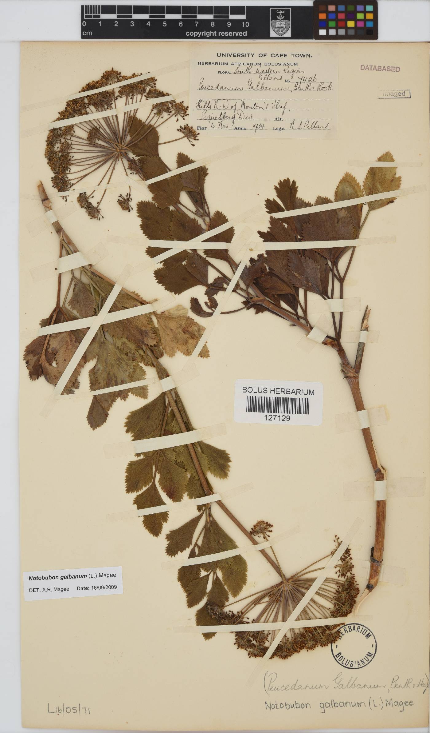 Notobubon galbanum image