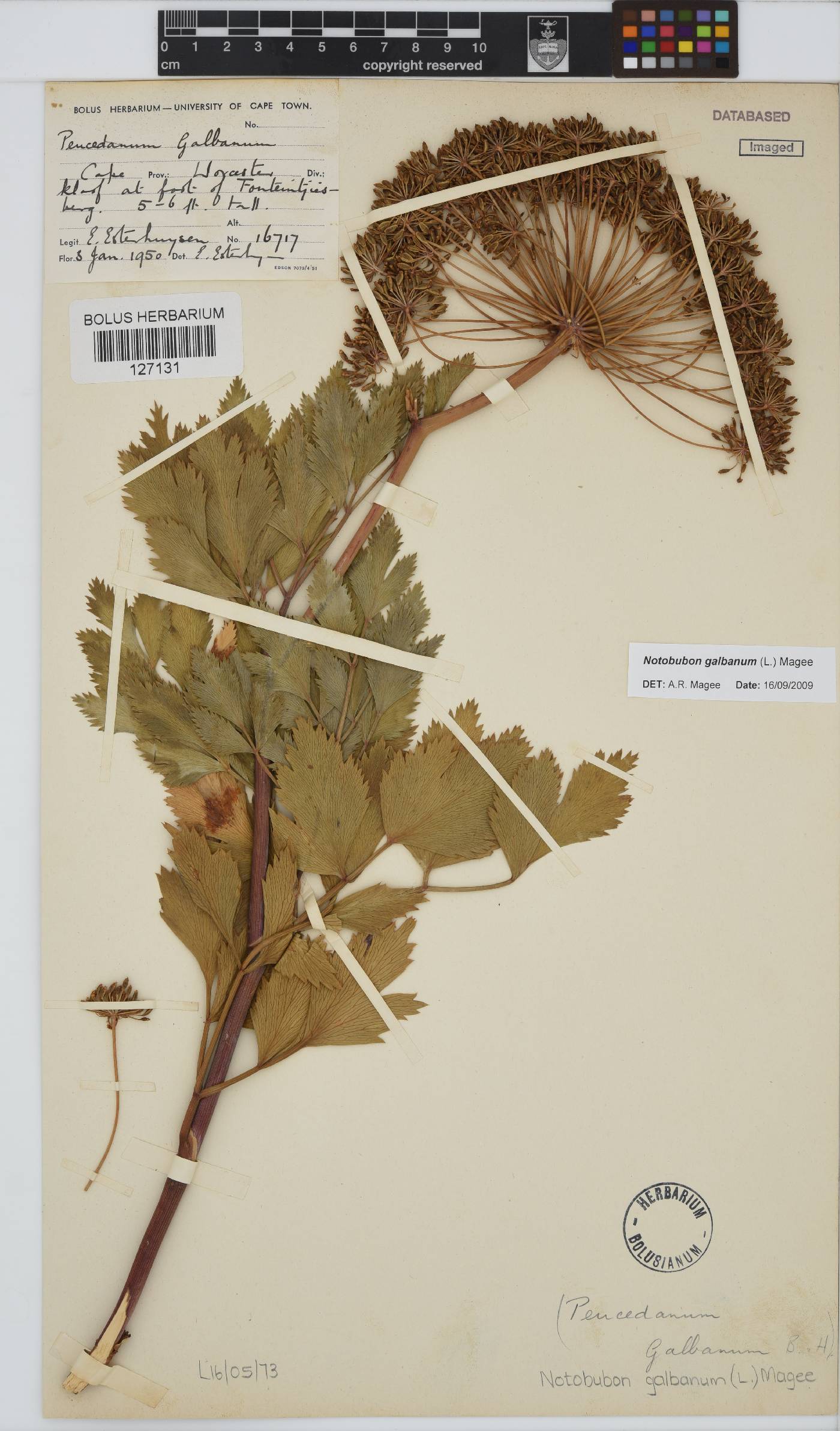 Notobubon galbanum image