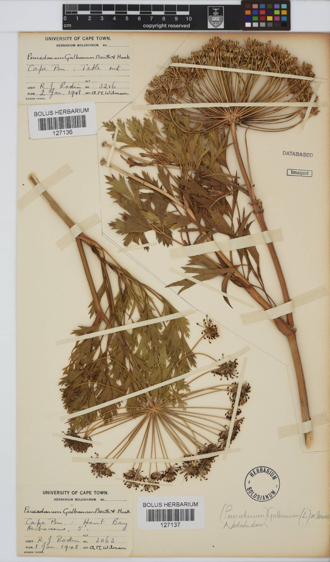 Notobubon galbanum image
