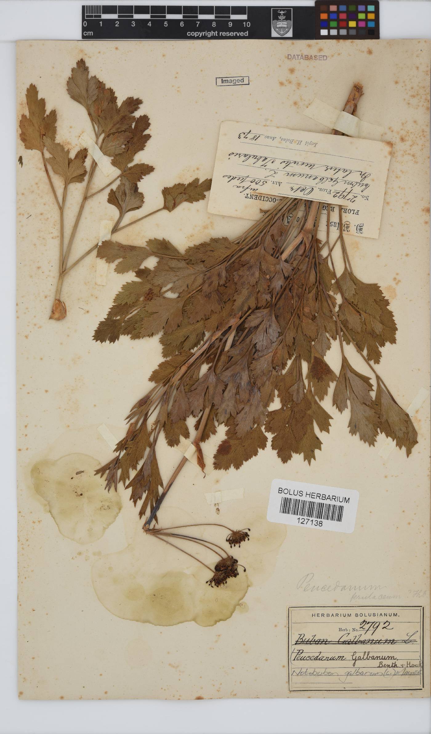Notobubon galbanum image