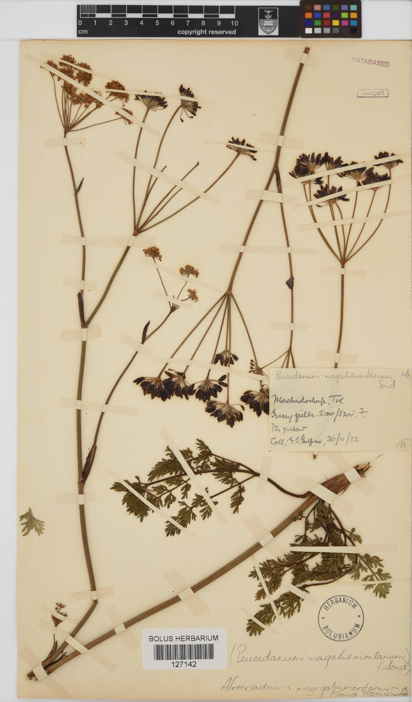 Afrosciadium magalismontanum image