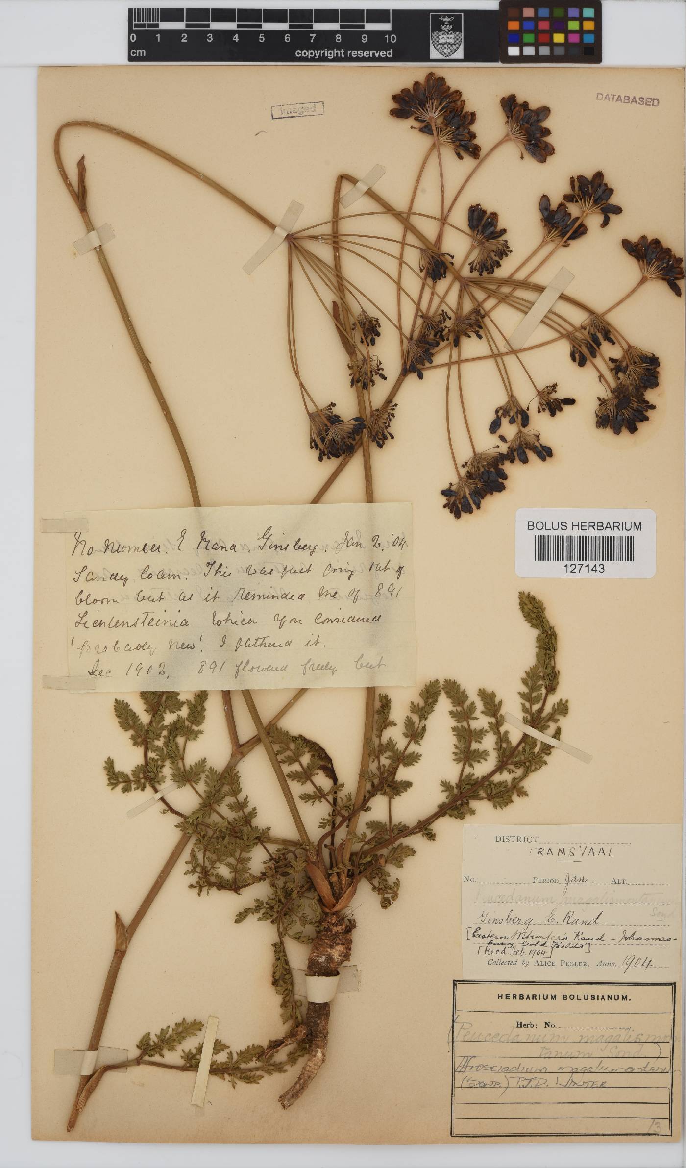 Afrosciadium magalismontanum image