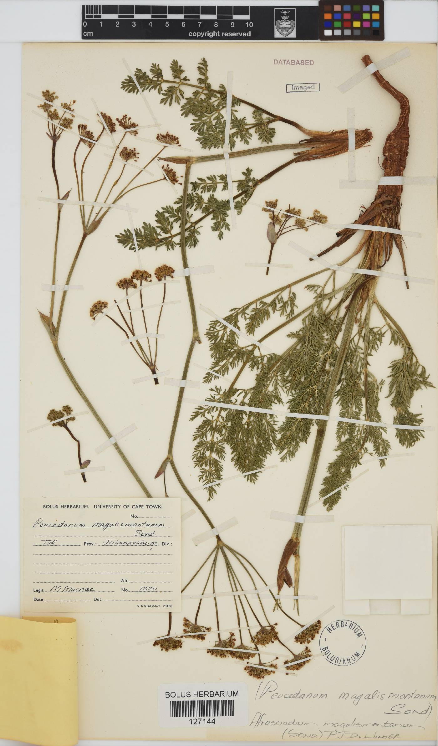 Afrosciadium magalismontanum image