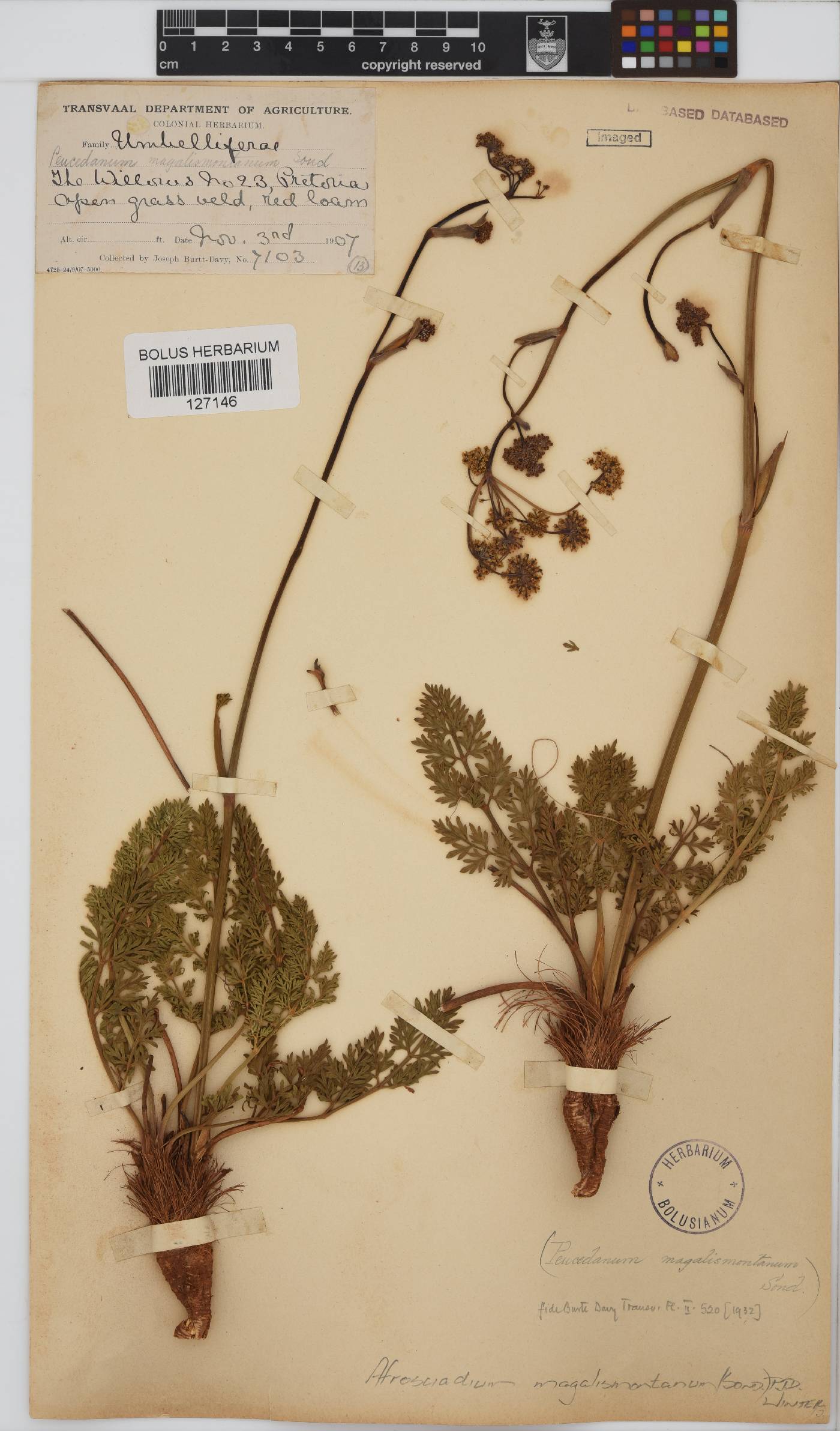 Afrosciadium image