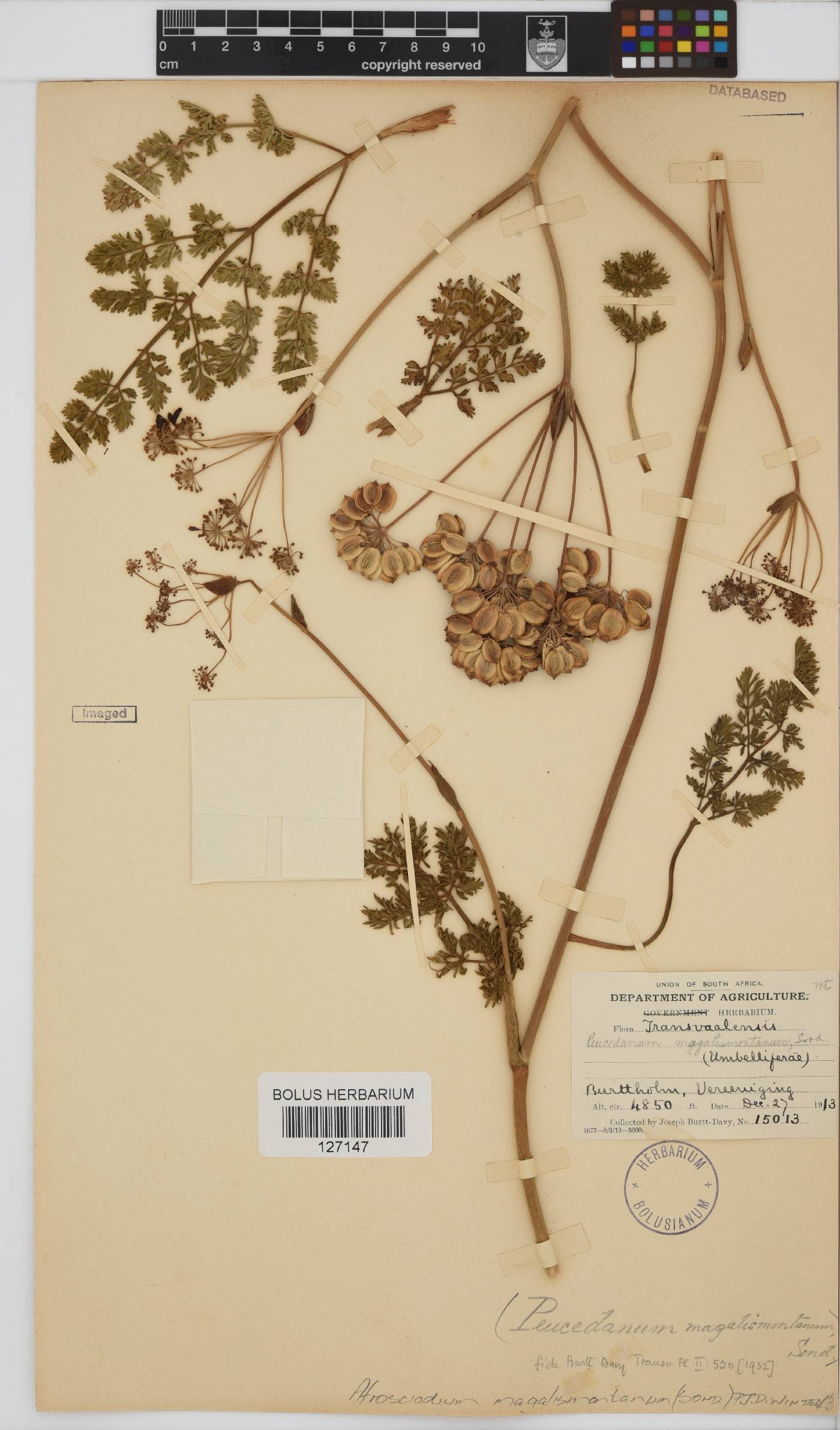 Afrosciadium magalismontanum image