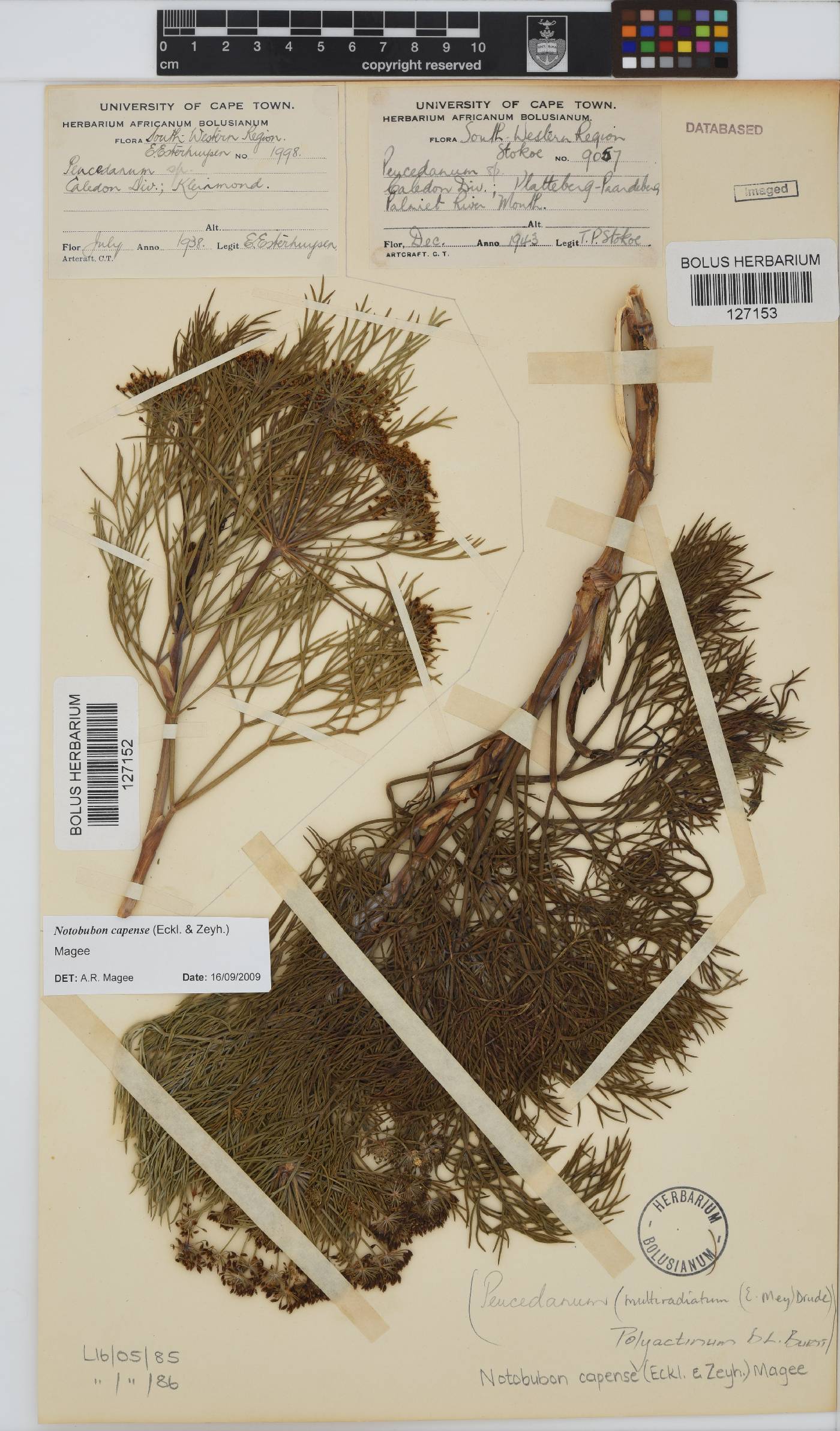 Notobubon capense image