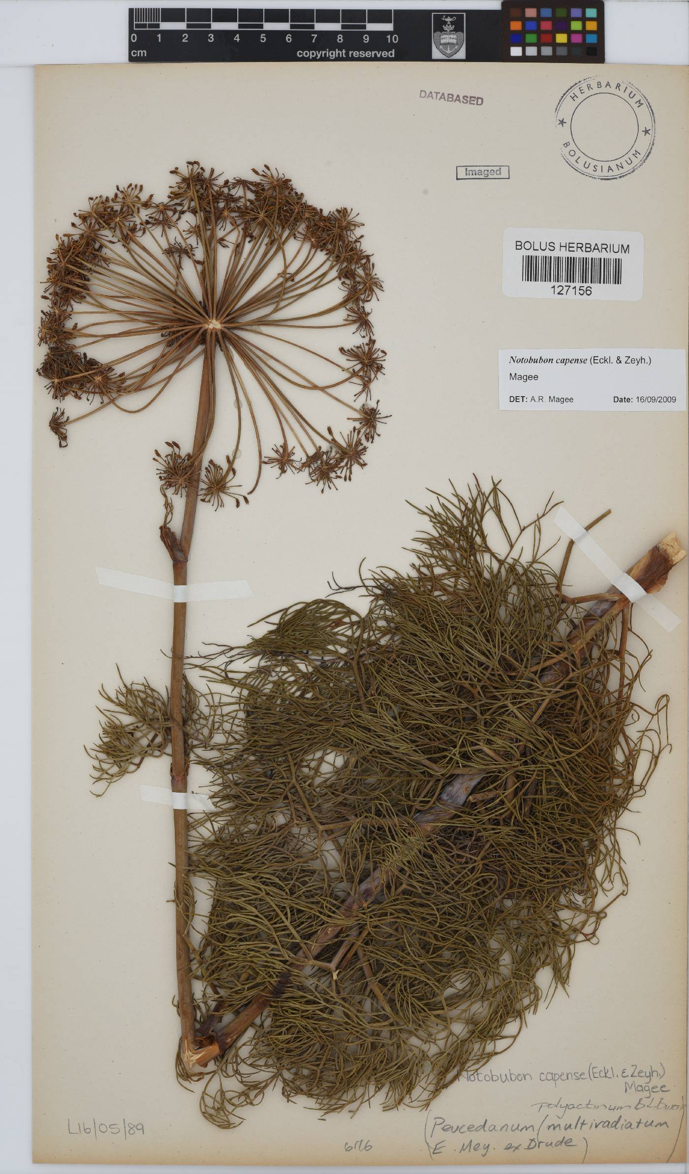 Notobubon capense image