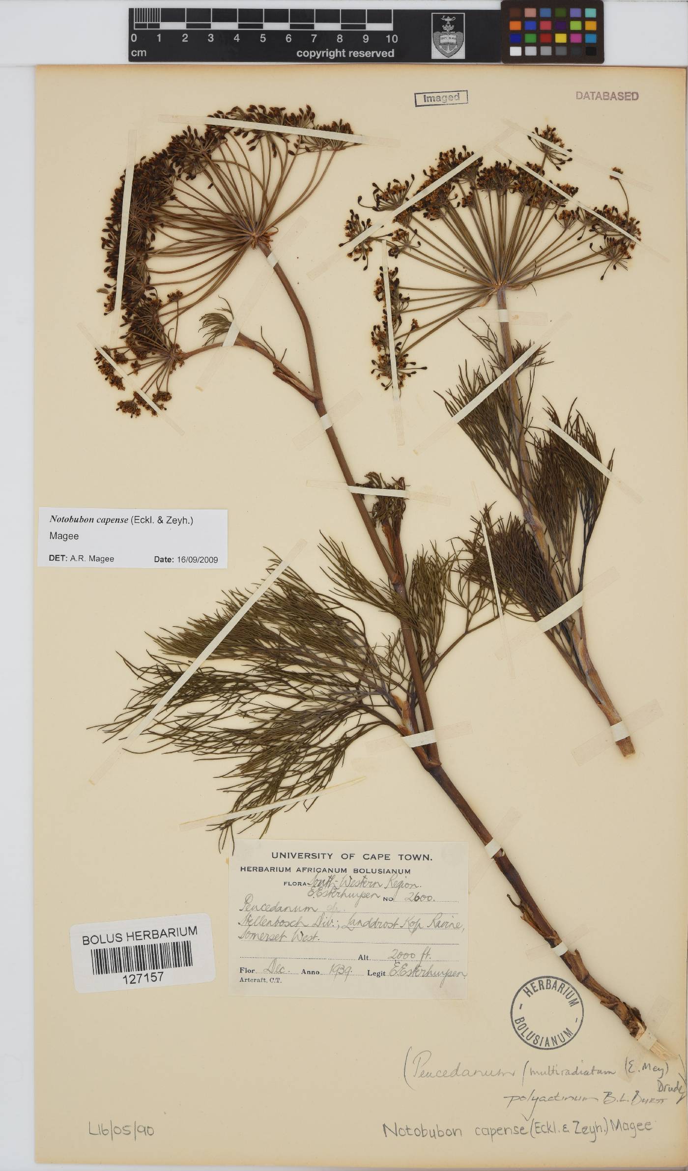 Notobubon capense image
