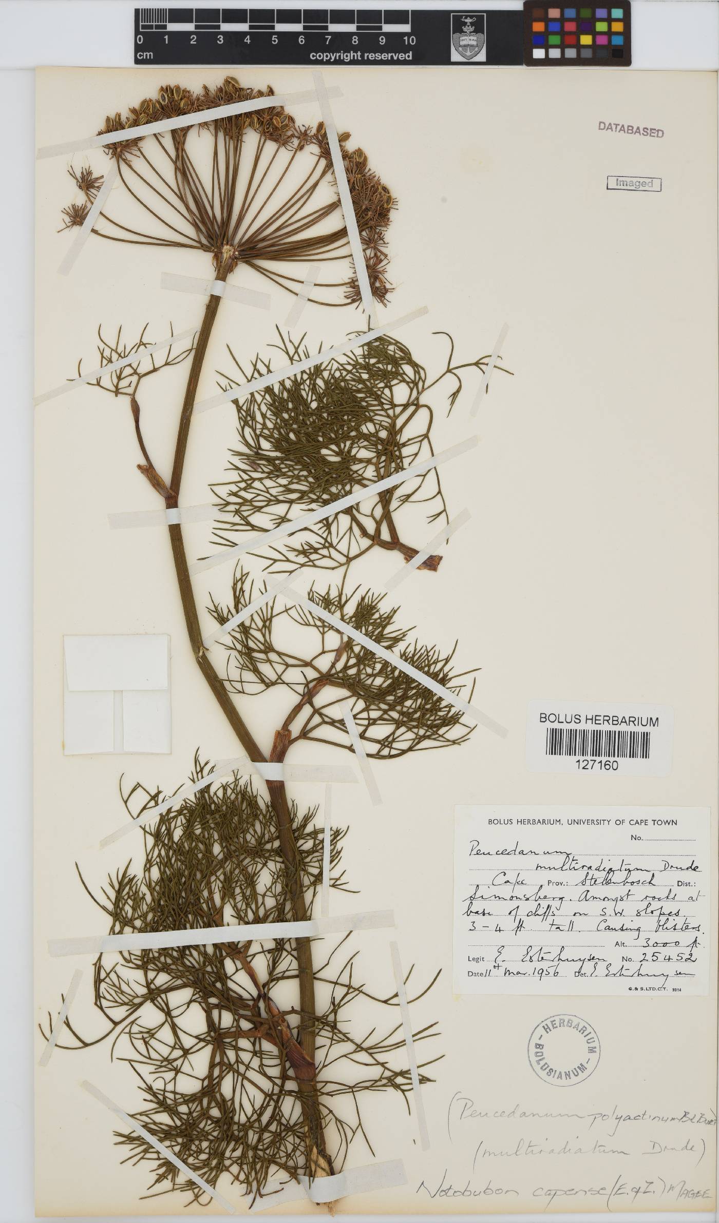 Notobubon capense image