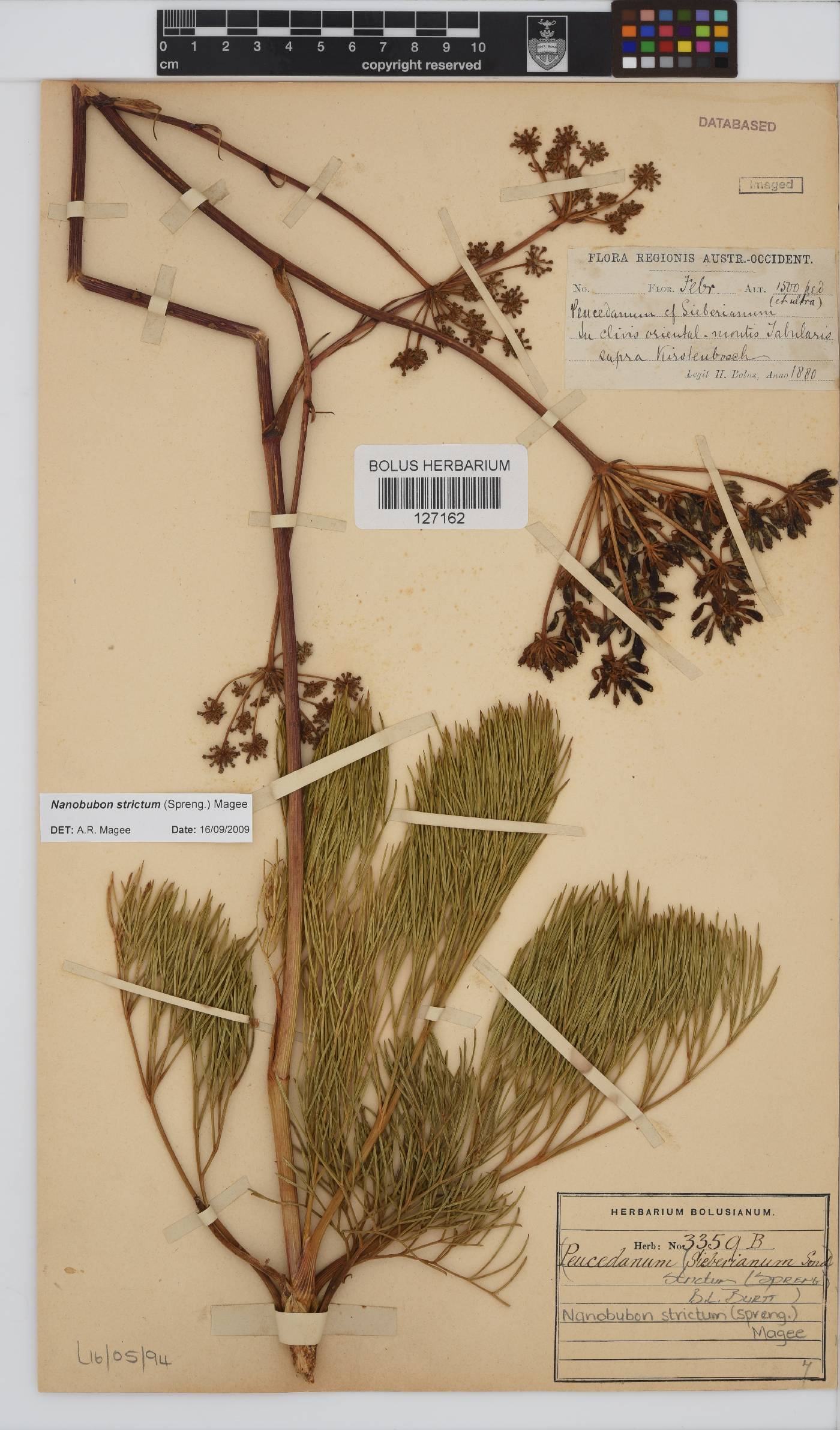 Nanobubon strictum image