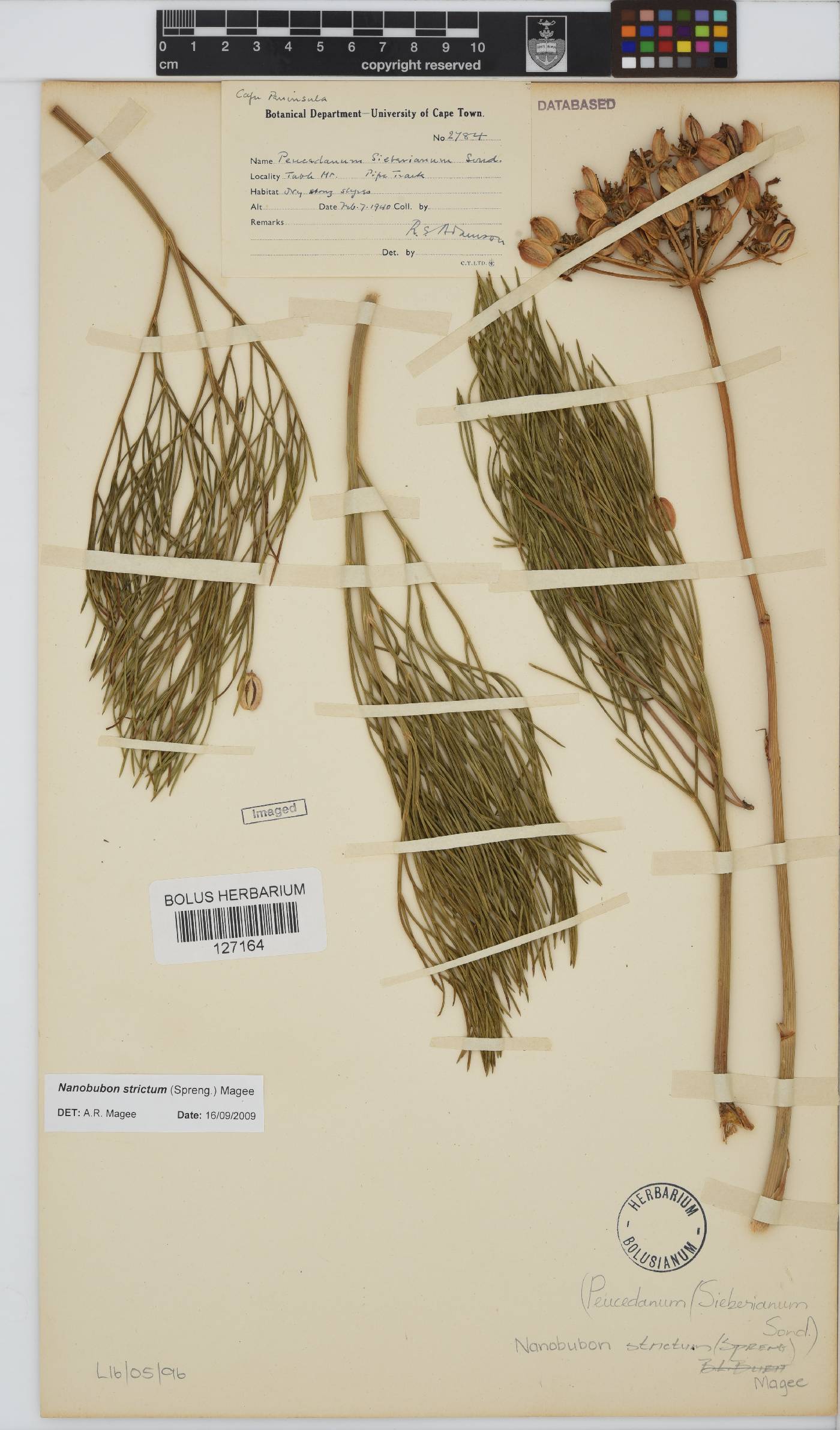 Nanobubon strictum image