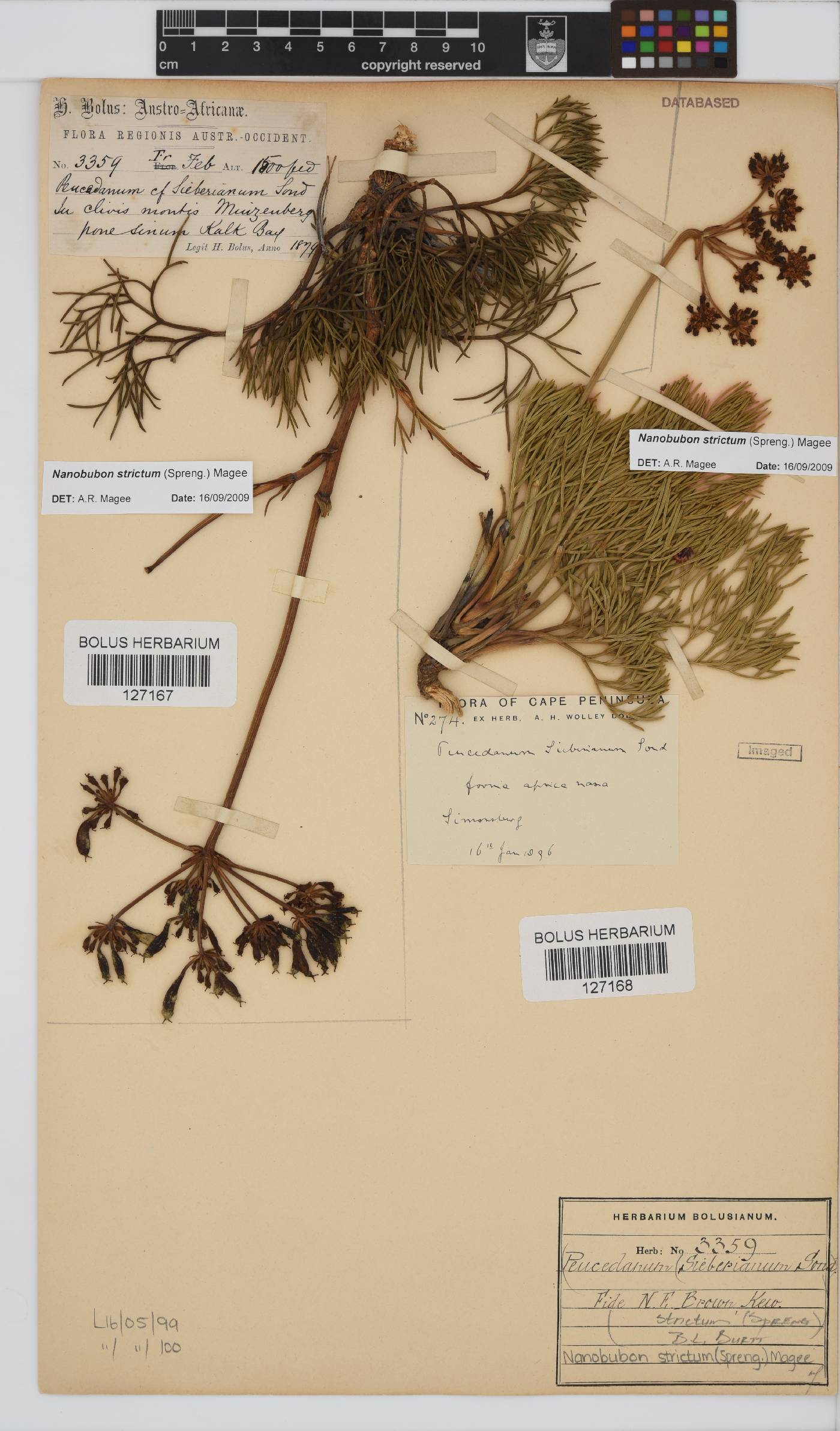 Nanobubon strictum image