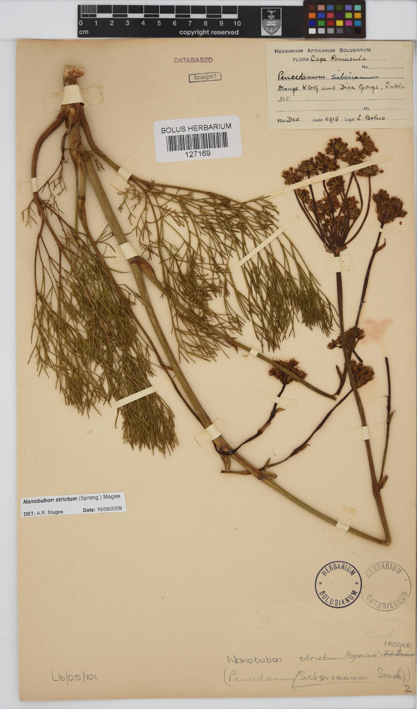 Nanobubon strictum image
