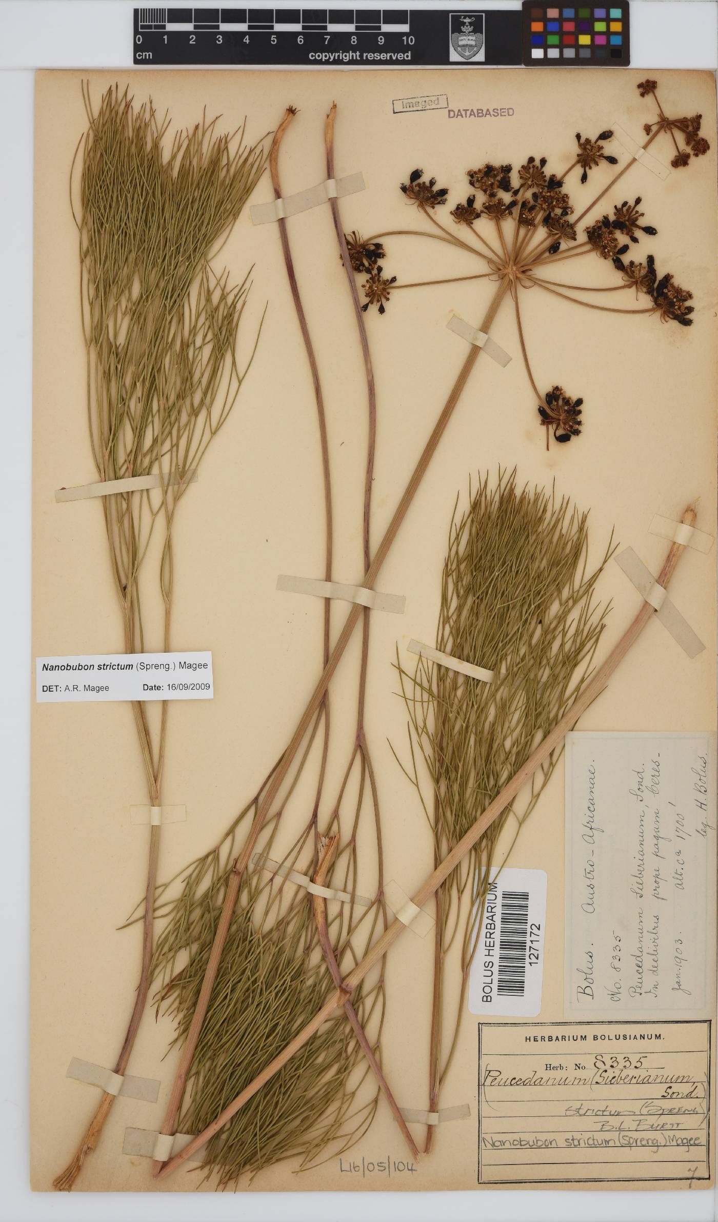 Nanobubon strictum image