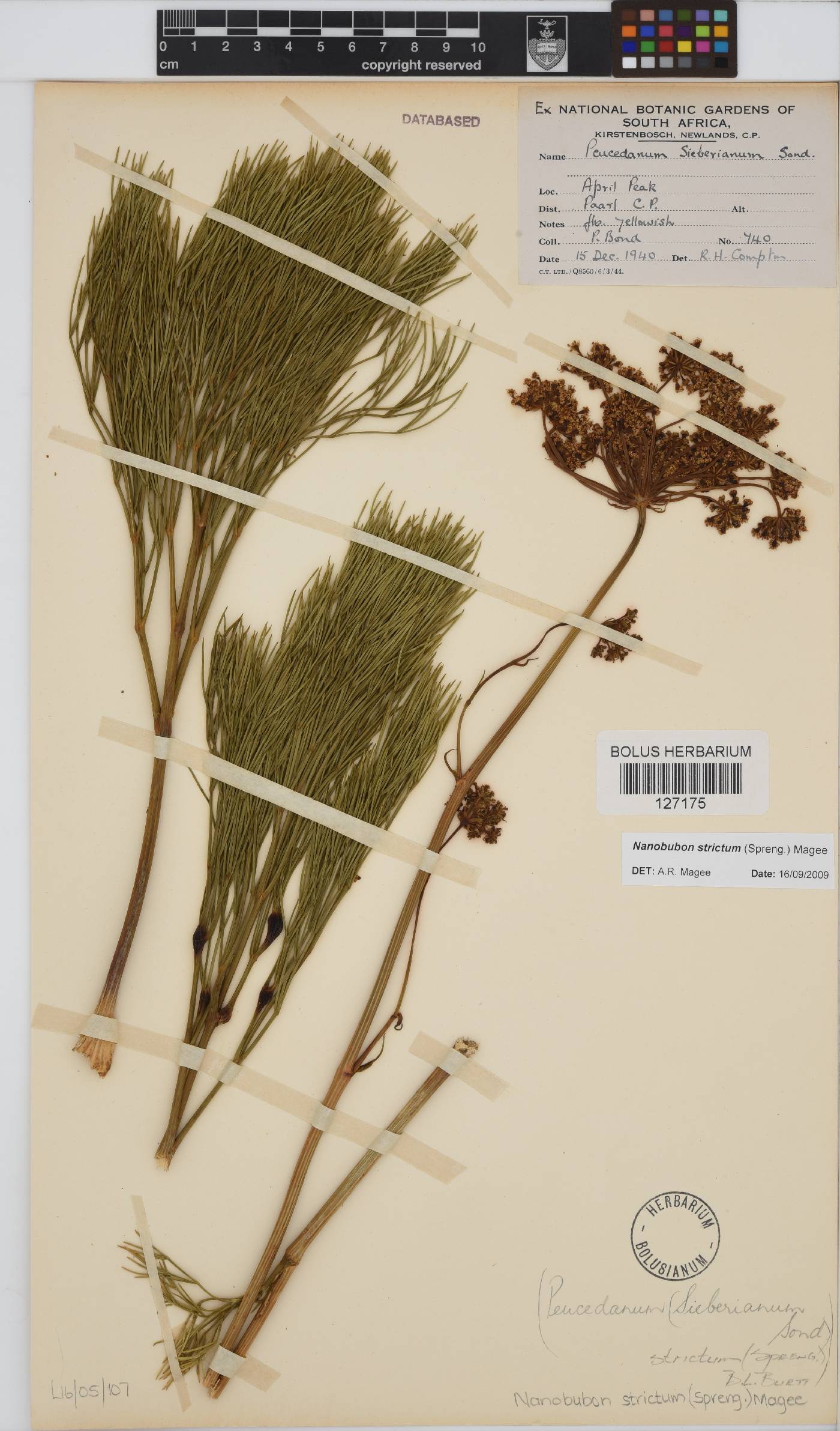 Nanobubon strictum image