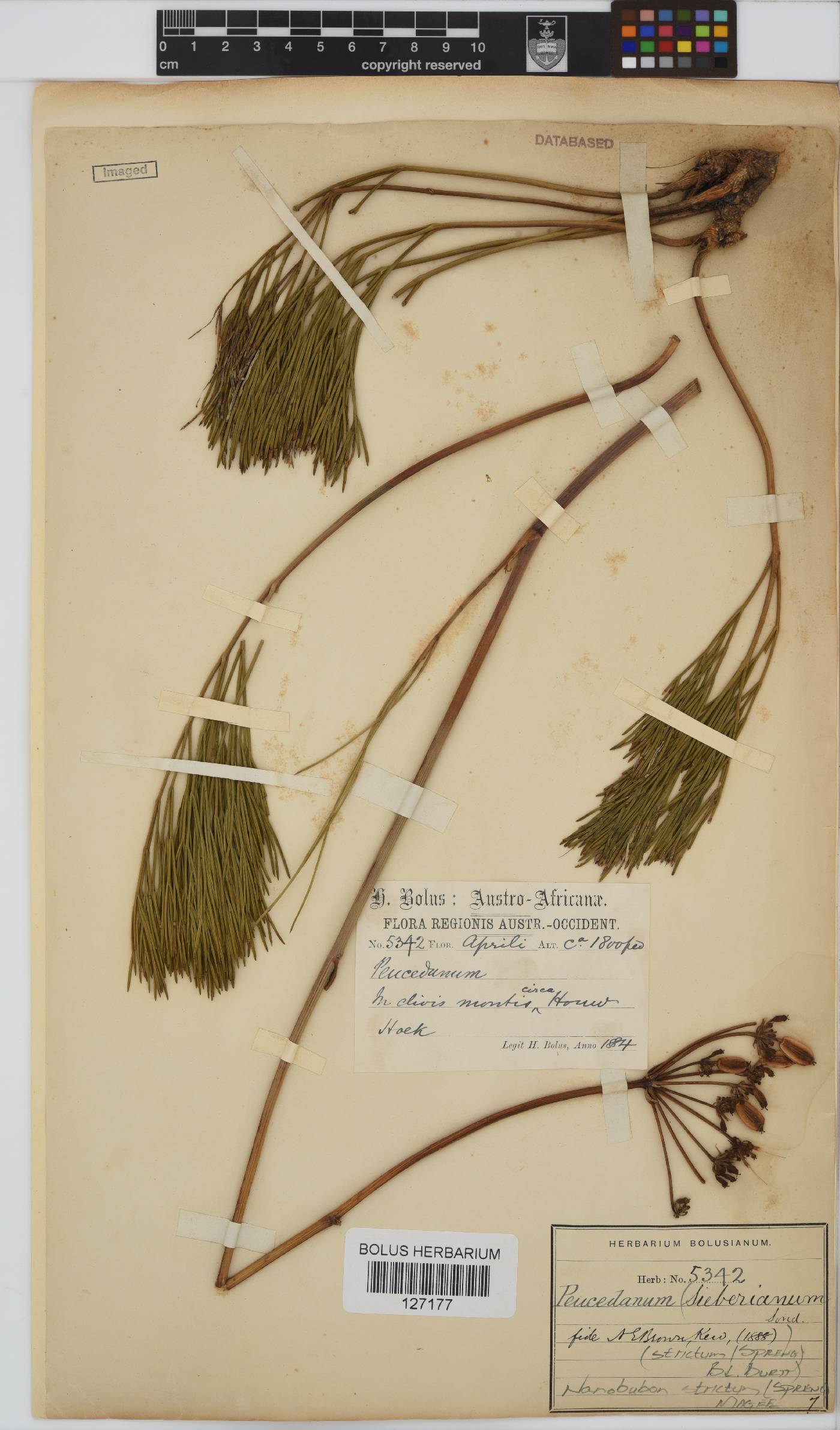 Nanobubon strictum image