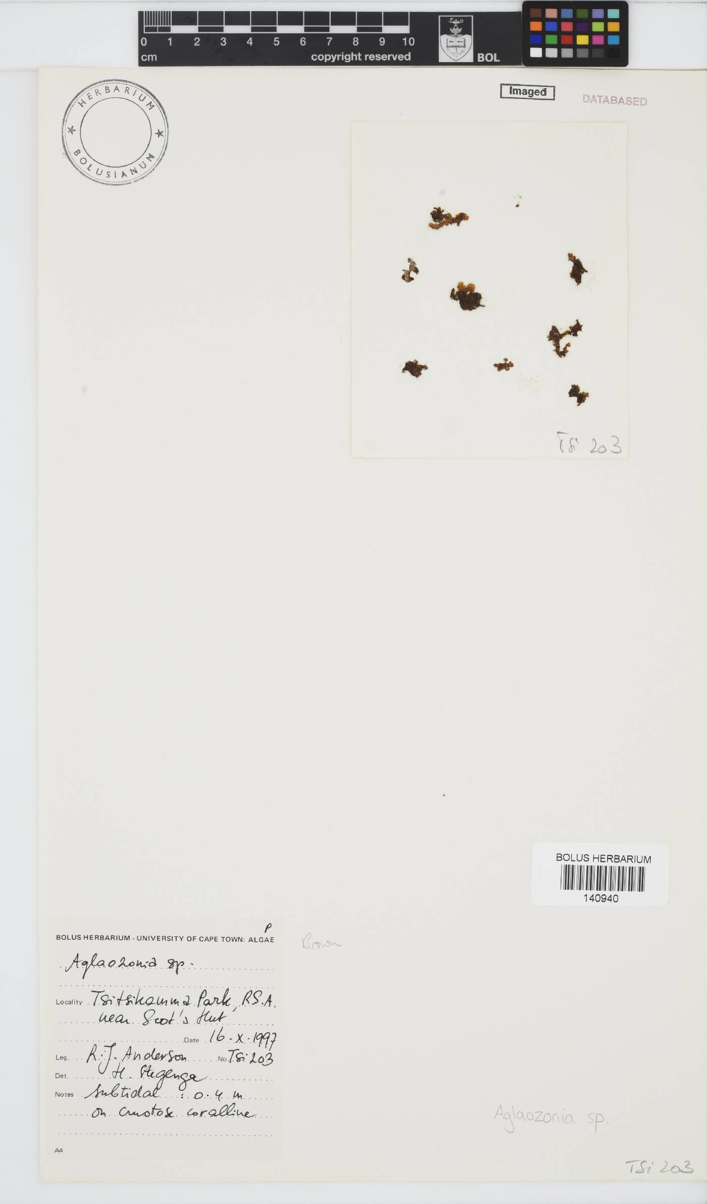 Aglaozonia image