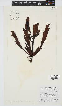 Anthophycus longifolius image
