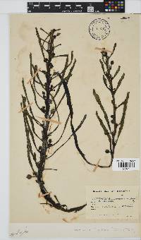 Anthophycus longifolius image