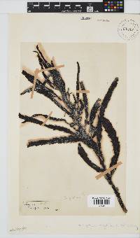Anthophycus longifolius image