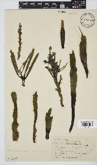 Anthophycus longifolius image
