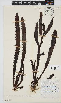 Anthophycus longifolius image